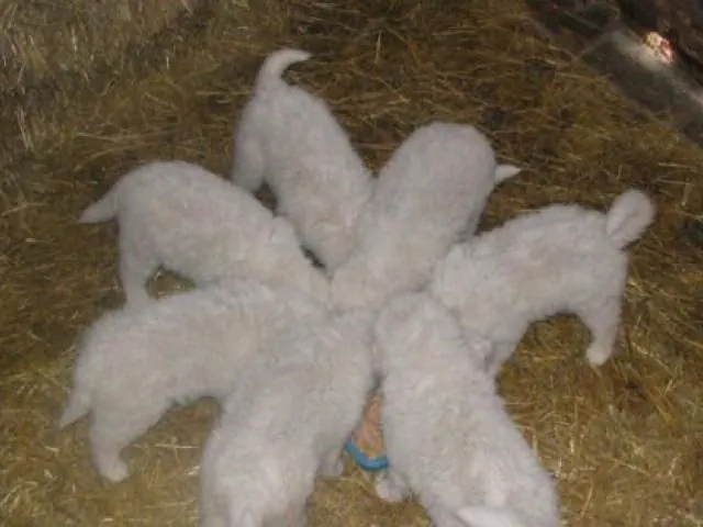 Gospodarstwo Agroturystyczne HARLEJÓWKA Staszów – Staszów, Polska