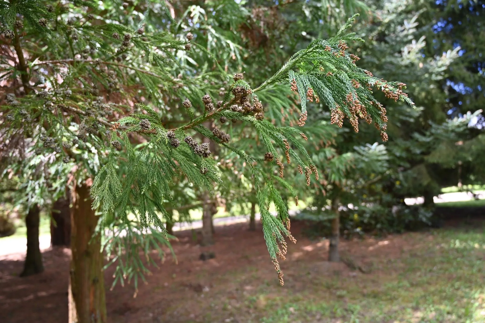 Napfény Camping Taliándörögd – Taliándörögd, Ungaria