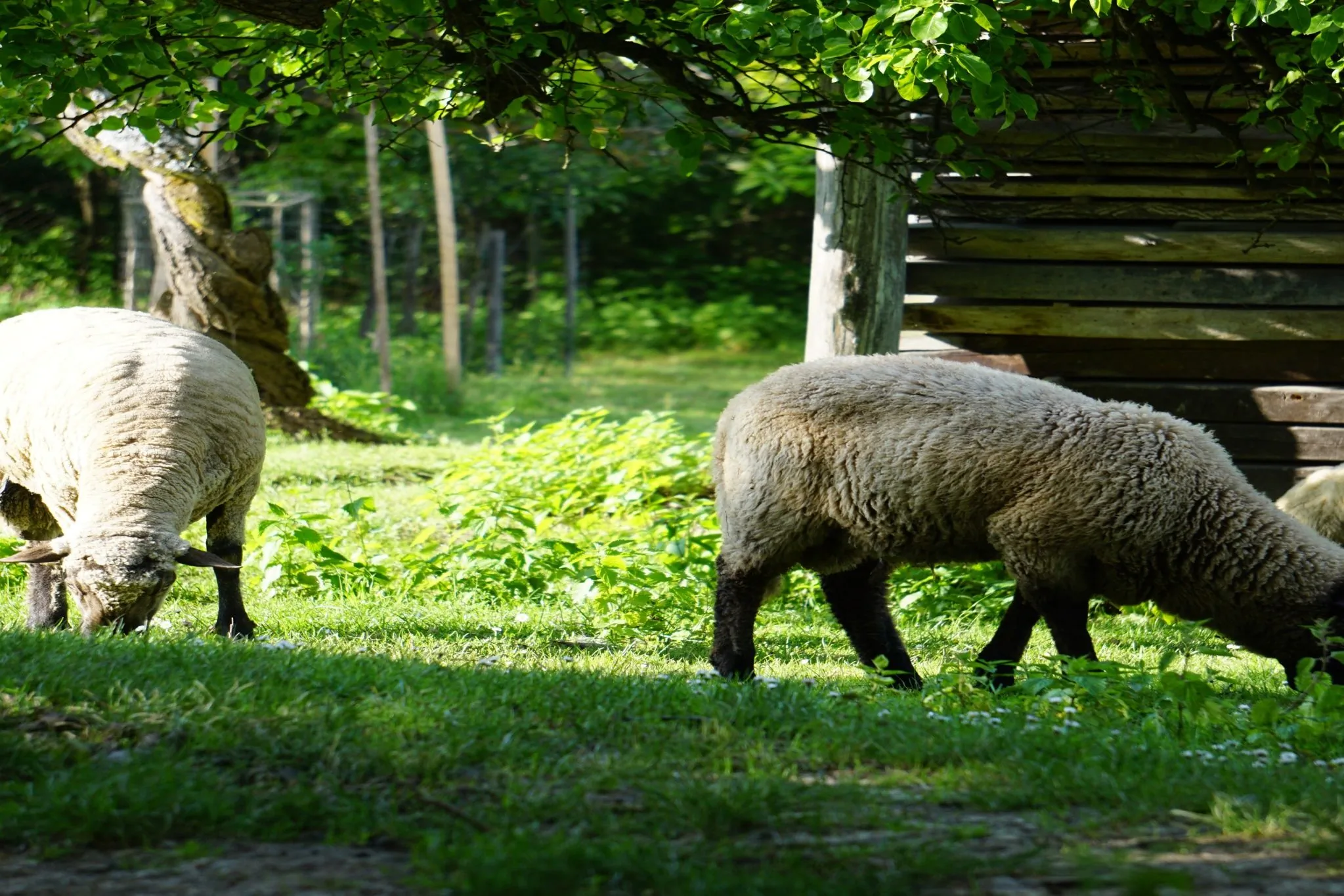 Falusi Hangulat Vendégház Orfű – Orfű, Ungaria