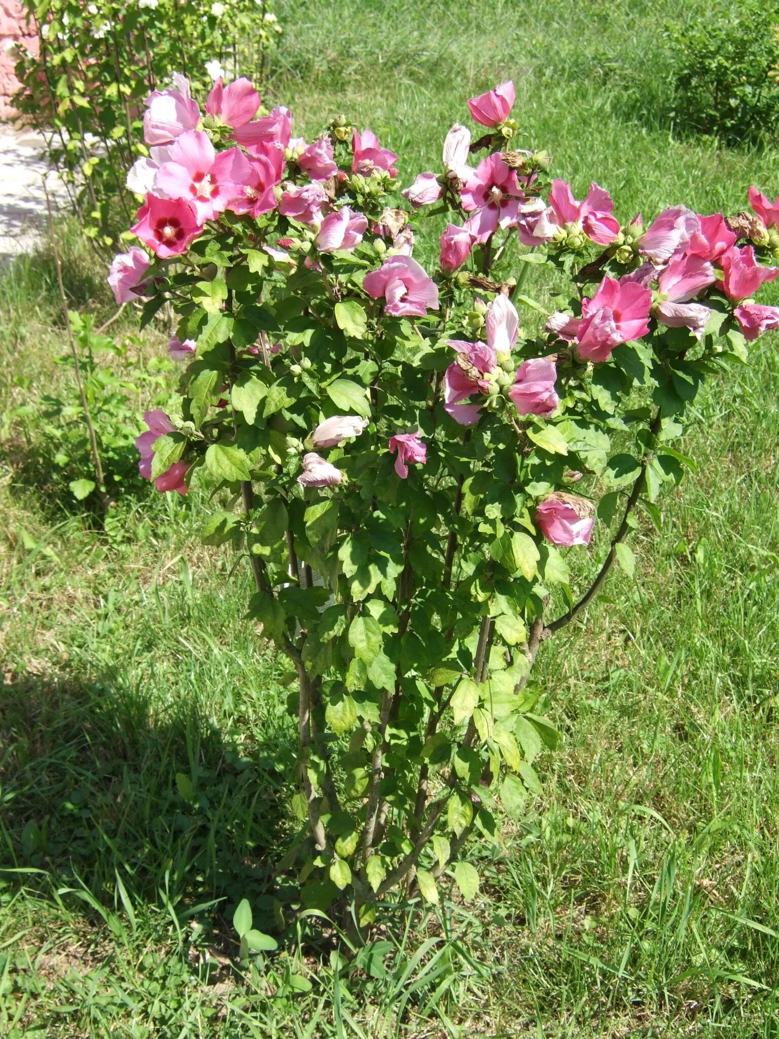 Hibiszkusz Ház Bekölce – Bekölce, Ungaria