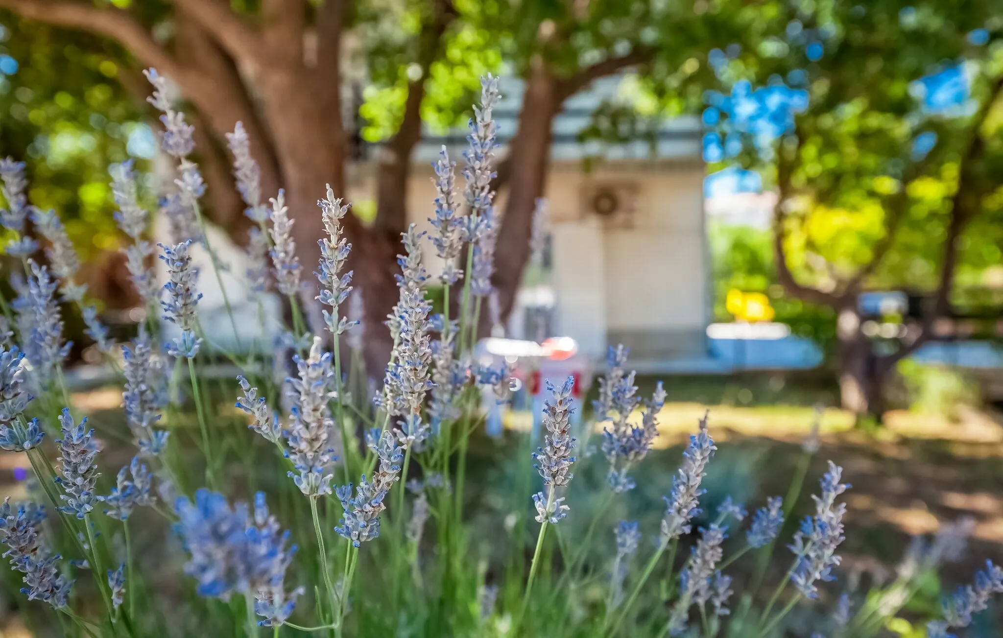 Guesthouse Sepic Grahovac Kornić Krk – Kornić, Croația