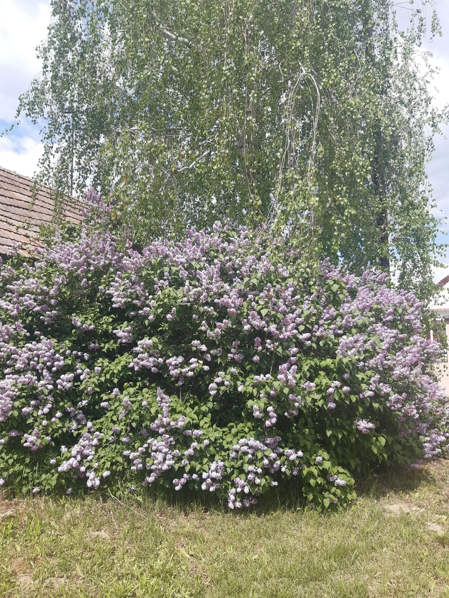 Szilasi Vendégház Tüskevár – Tüskevár, Ungaria