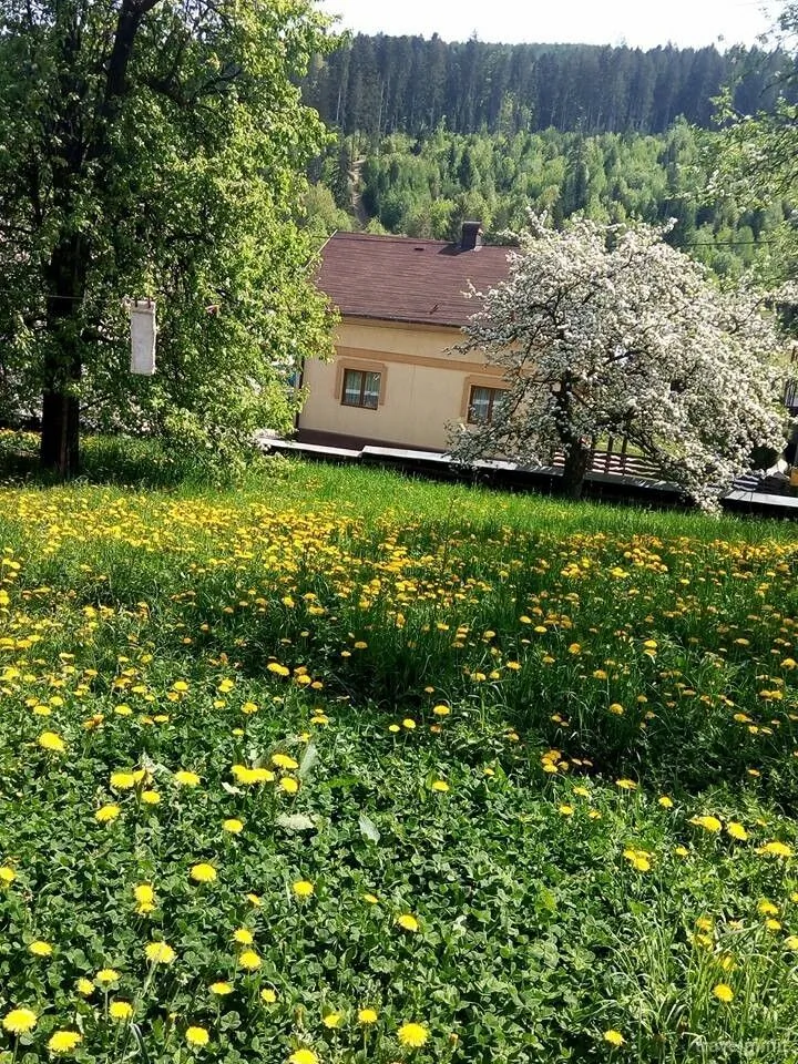 Pensiunea Boca Voroneț - foto 2
