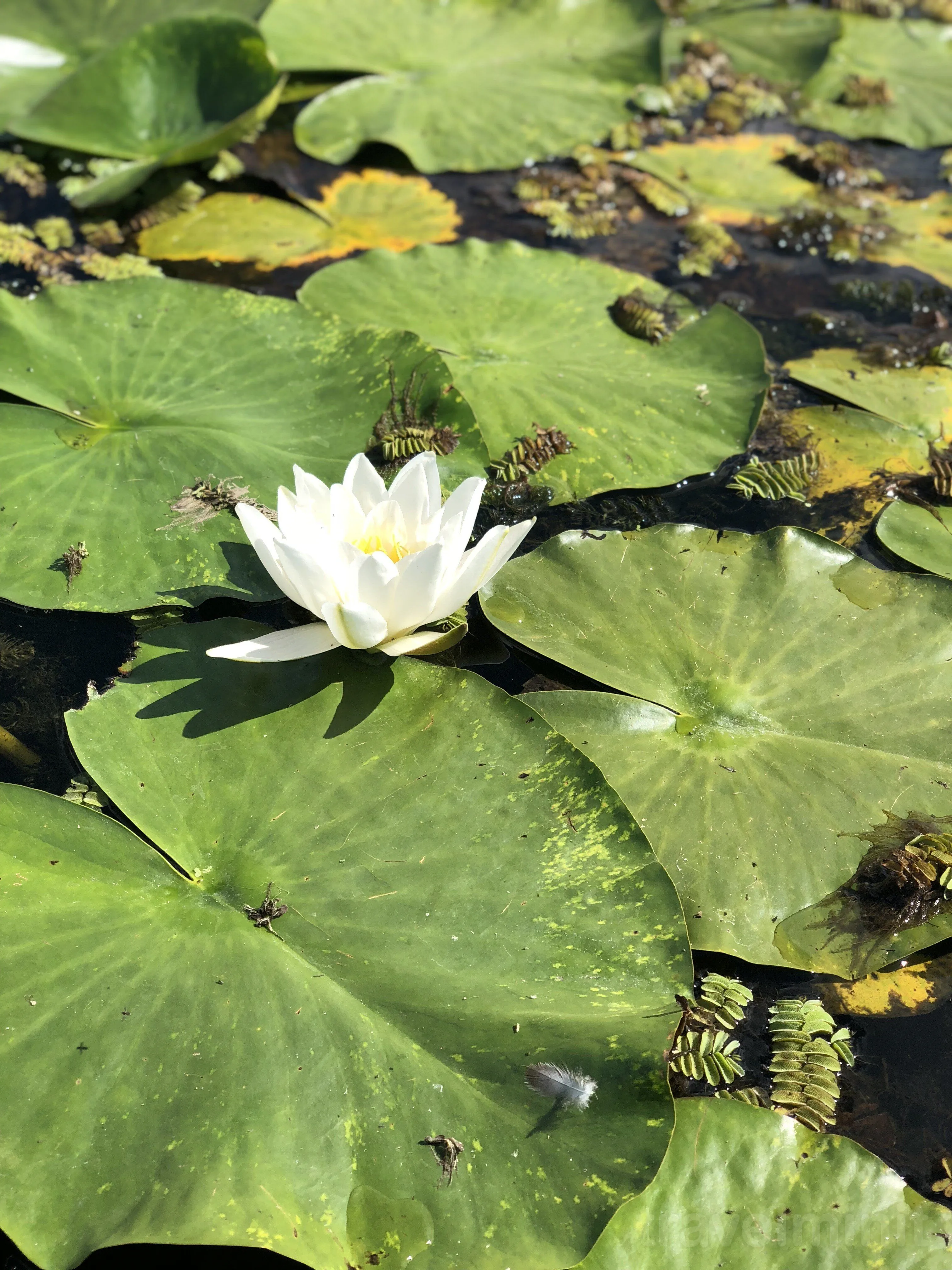 Pensiunea Delta Garden Resort Dunavățu de Jos – Dunavățu de Jos, România