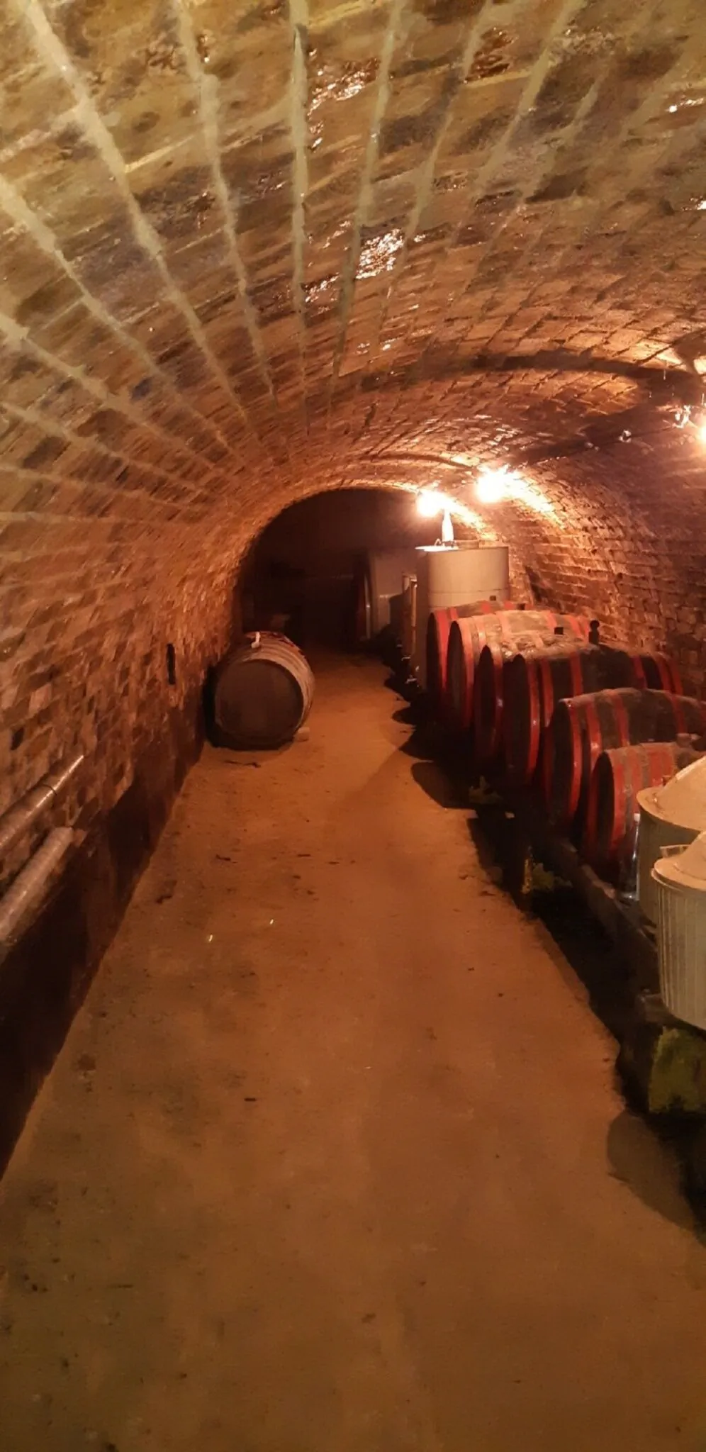 Merlot Pinceszálló Vendégház Hajós - foto 8