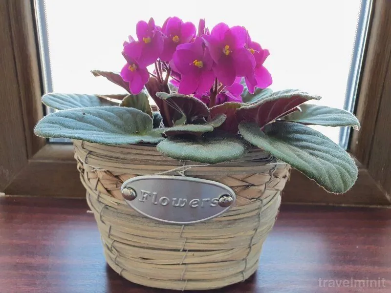 Apartament Smiley Flowers Sibiu - foto 4