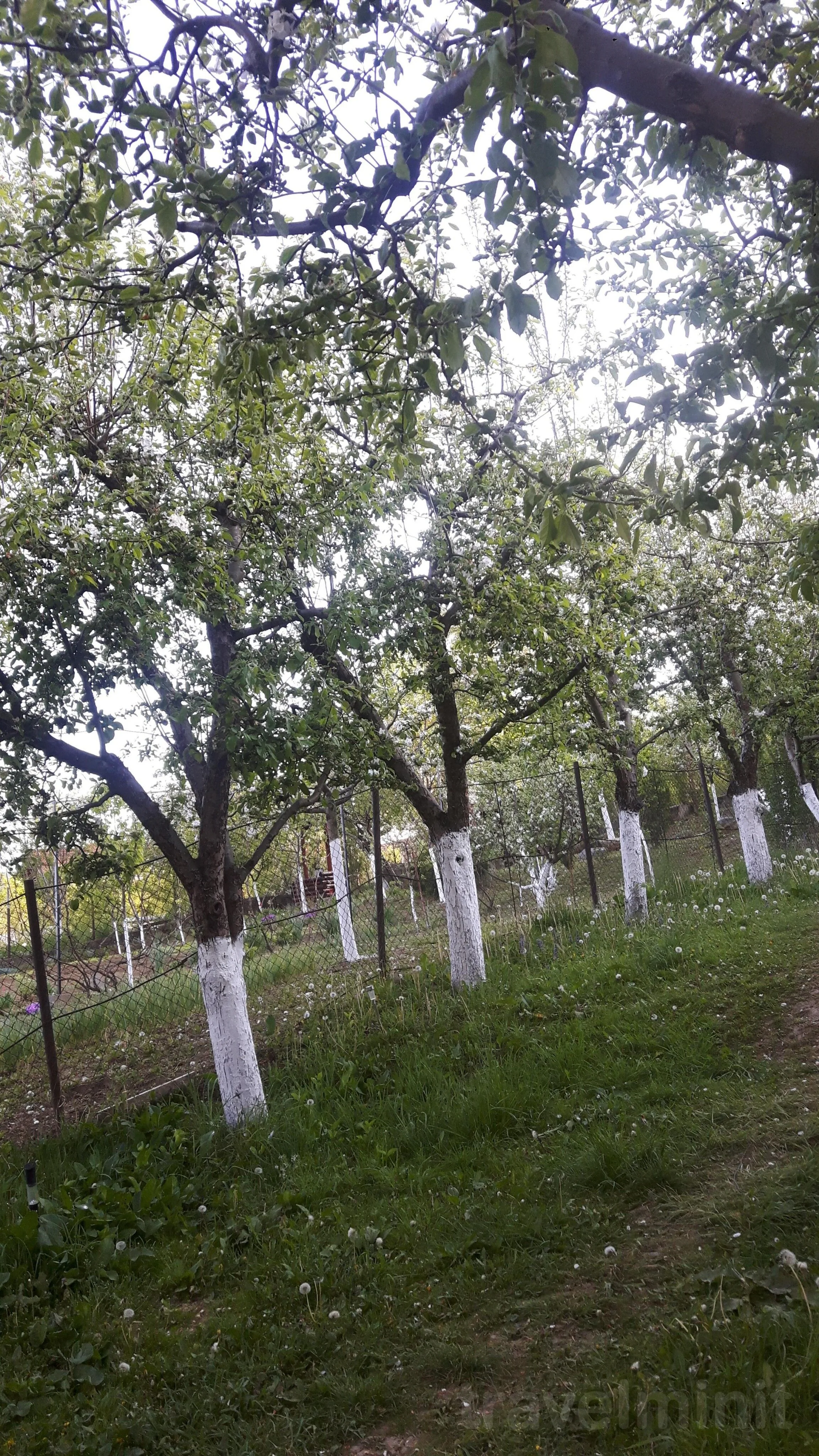 Vila Yanis Călimănești - foto 2