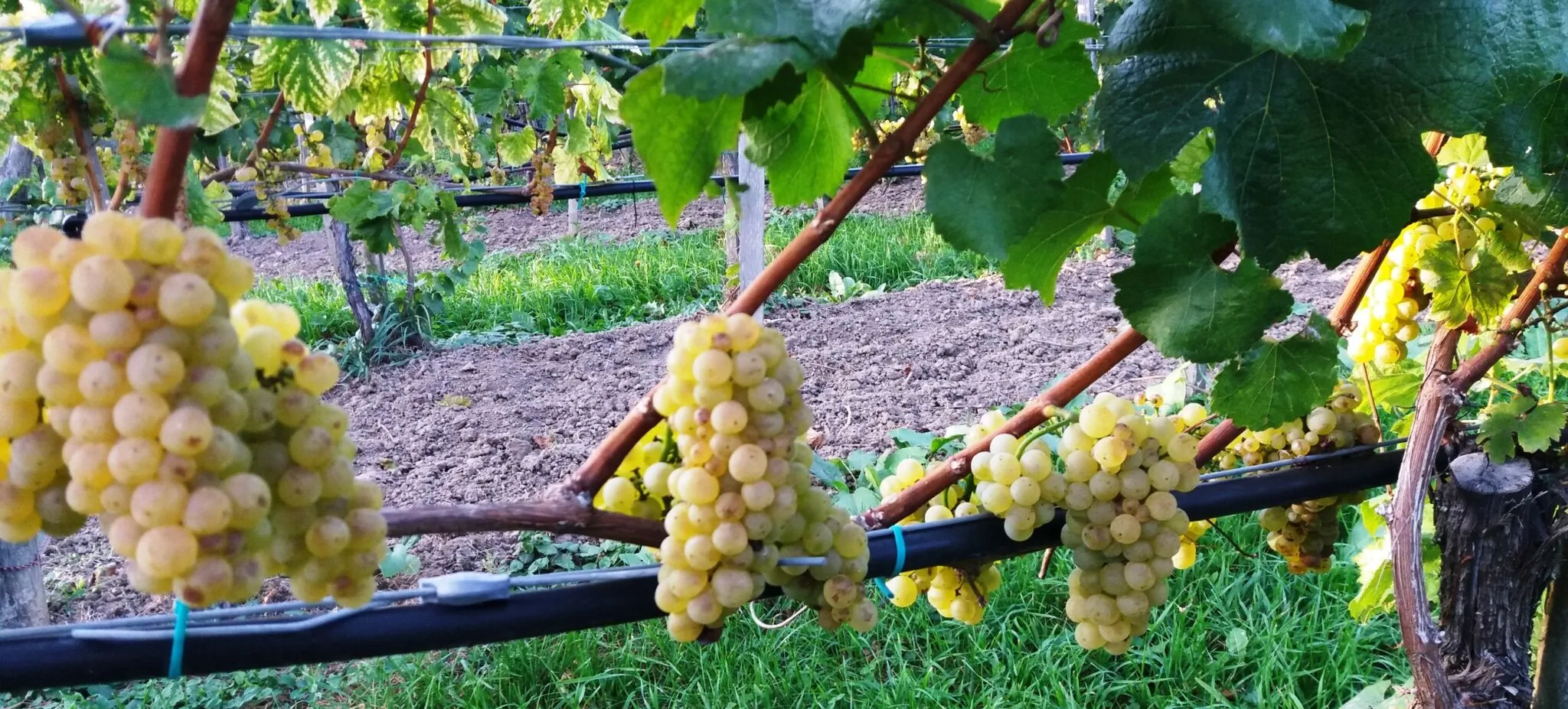 Szent Márton Vendégház Somló Doba - foto 10