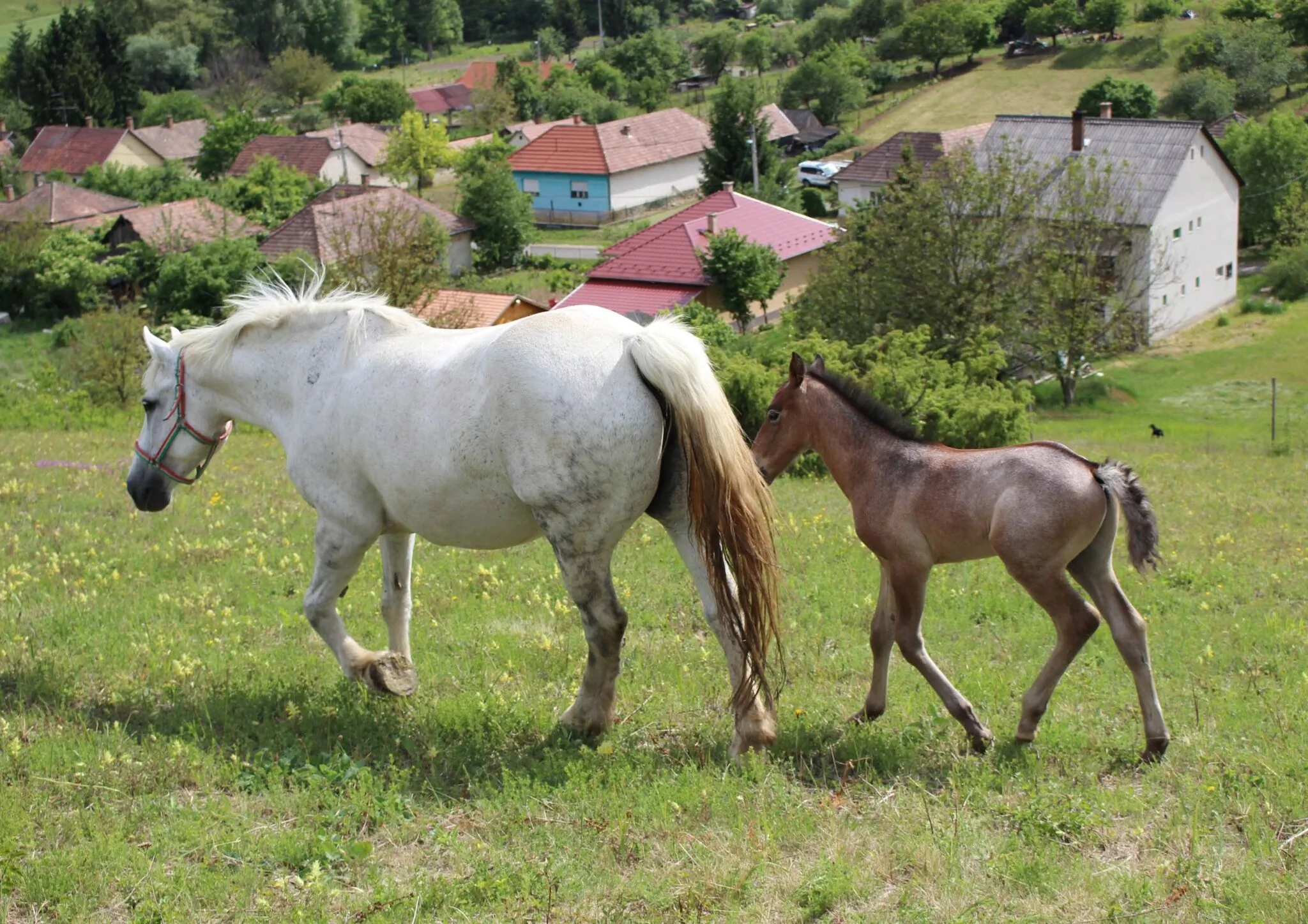 Paripa Vendégház Nógrádsipek – Nógrádsipek, Ungaria