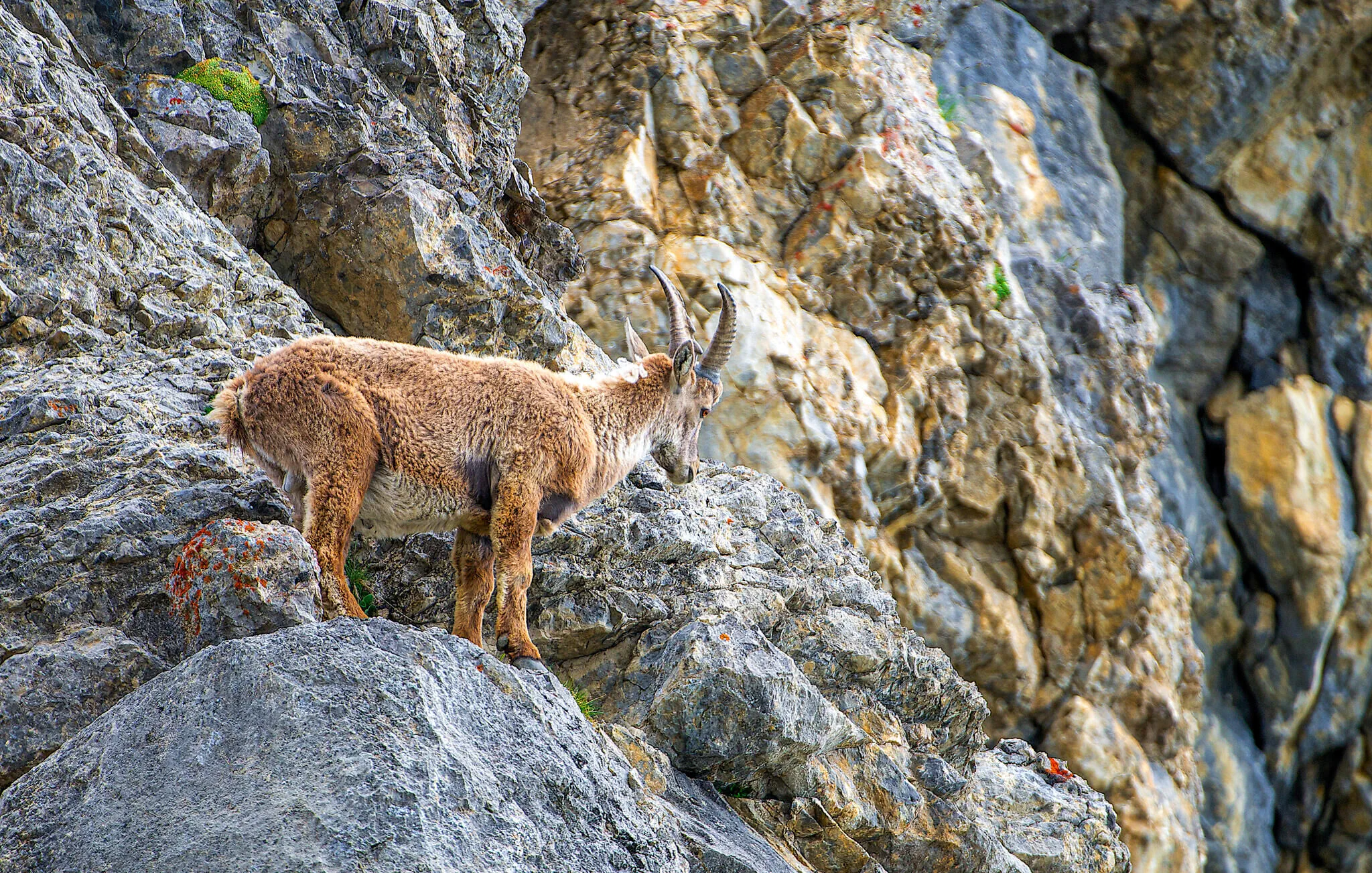 Vendégház Dalaas - AVO079 – Dalaas, Austria