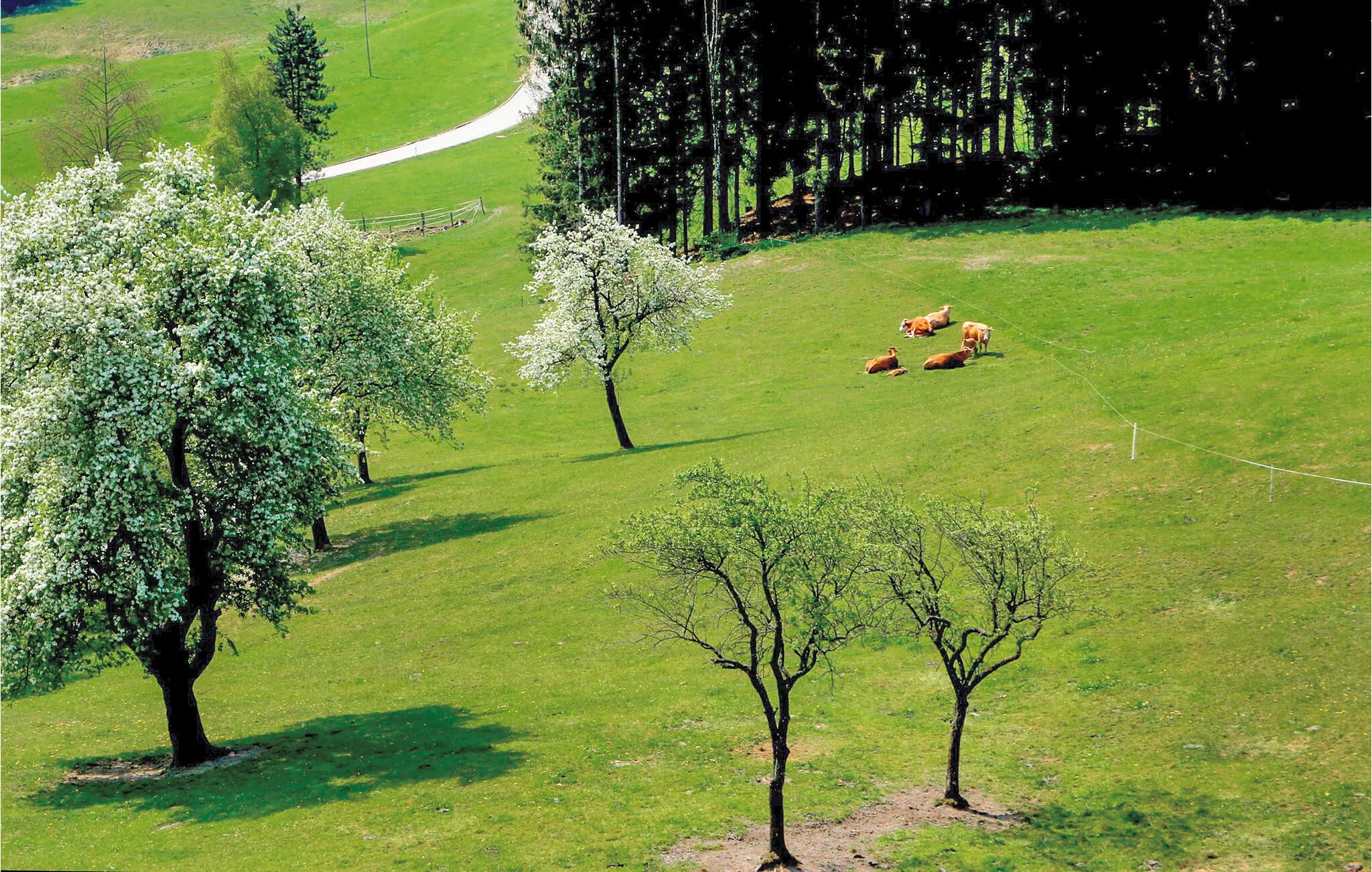 Apartman Ertl - ANO113 – Ertl, Austria