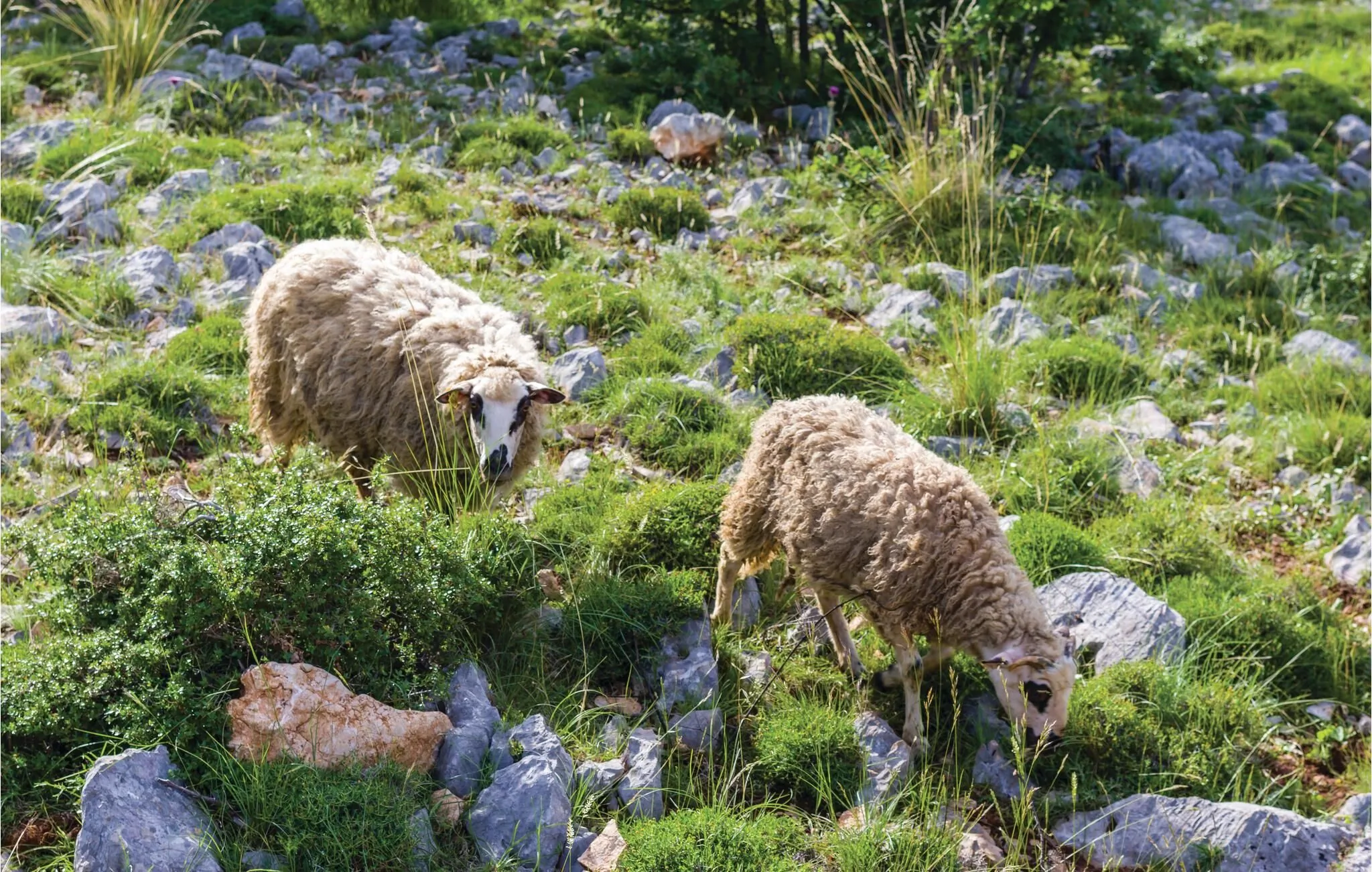Vendégház Biograd na Moru - CDA272 – Biograd na Moru, Chorwacja