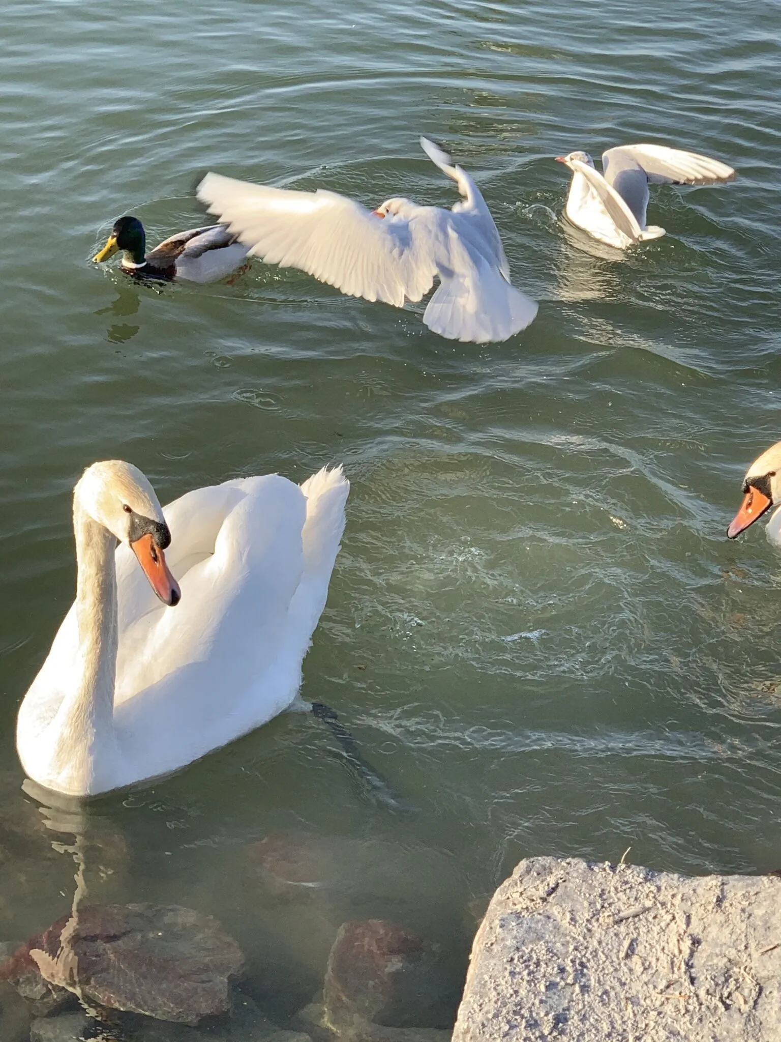 Hanna Vendégház Balatonfenyves – Balatonfenyves, Ungaria