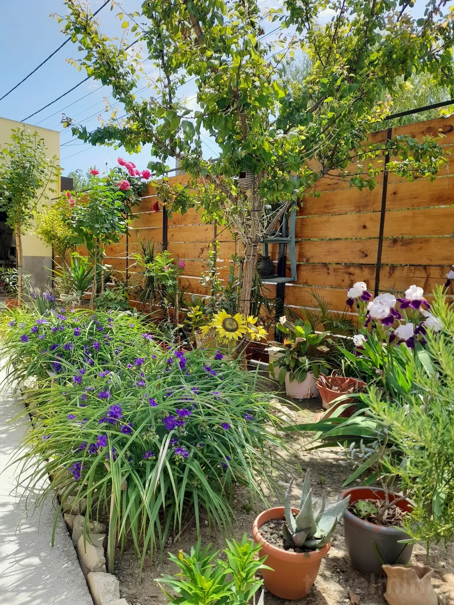 Casa George Mamaia Nord - foto 3
