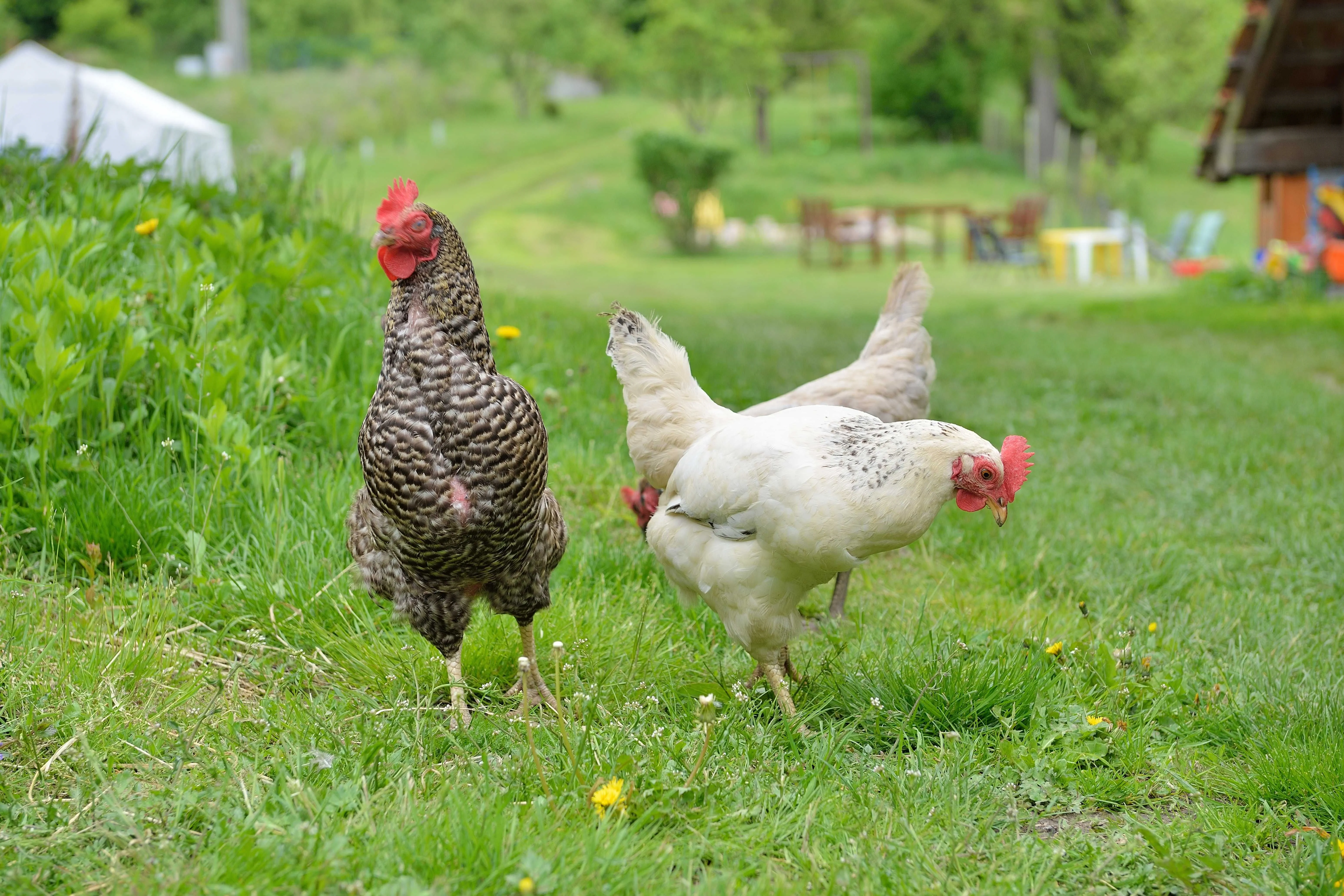 Penzion malá farma, Nemojany u Vyškova – Nemojany, Republica Cehă