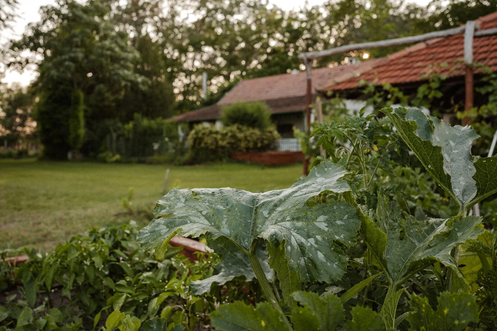 Kisparaszt Vendégház Zákányszék – Zákányszék, Ungaria