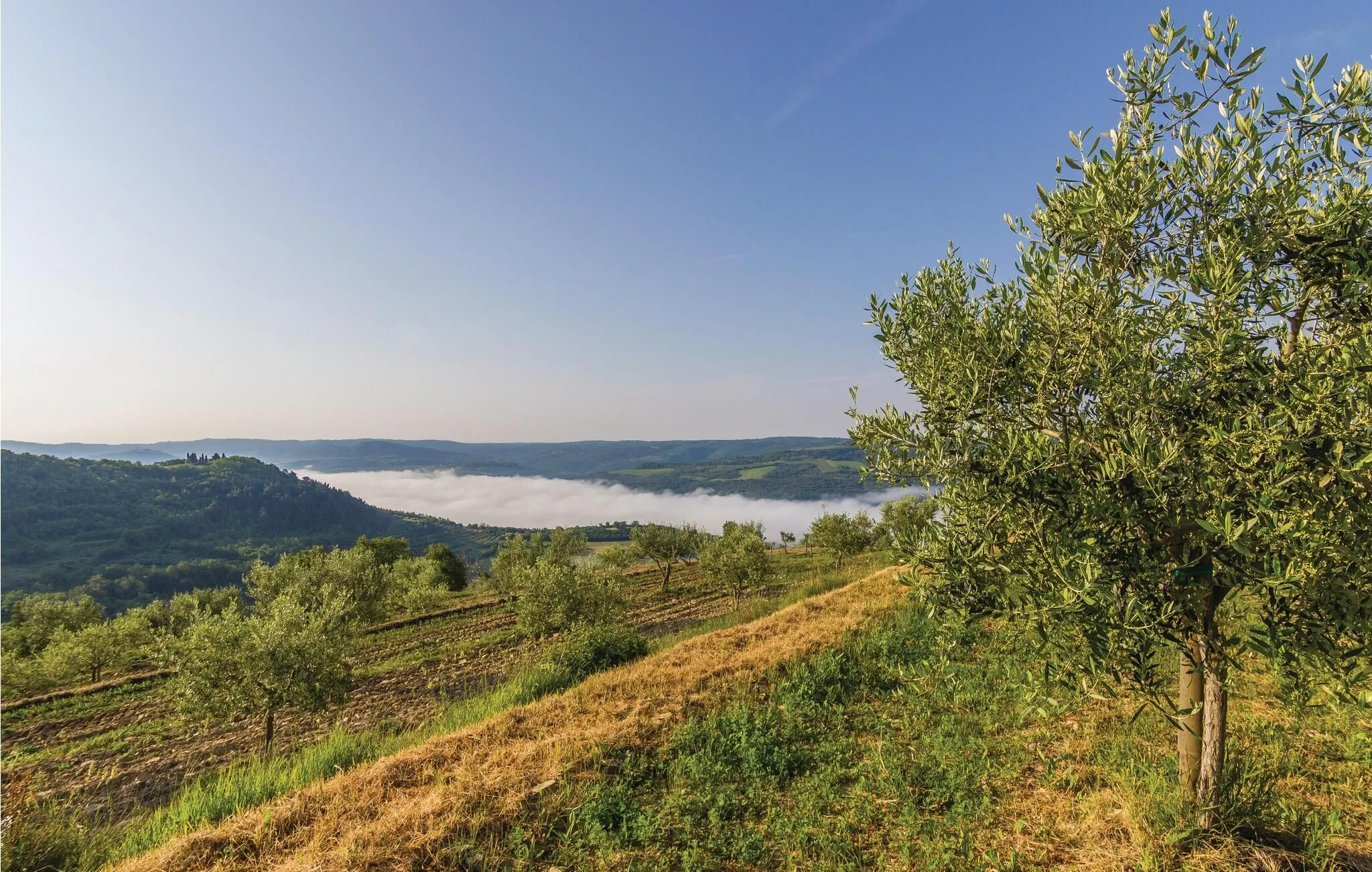 Vendégház Grožnjan - Grisignana - CIL751 – Grožnjan, Croația