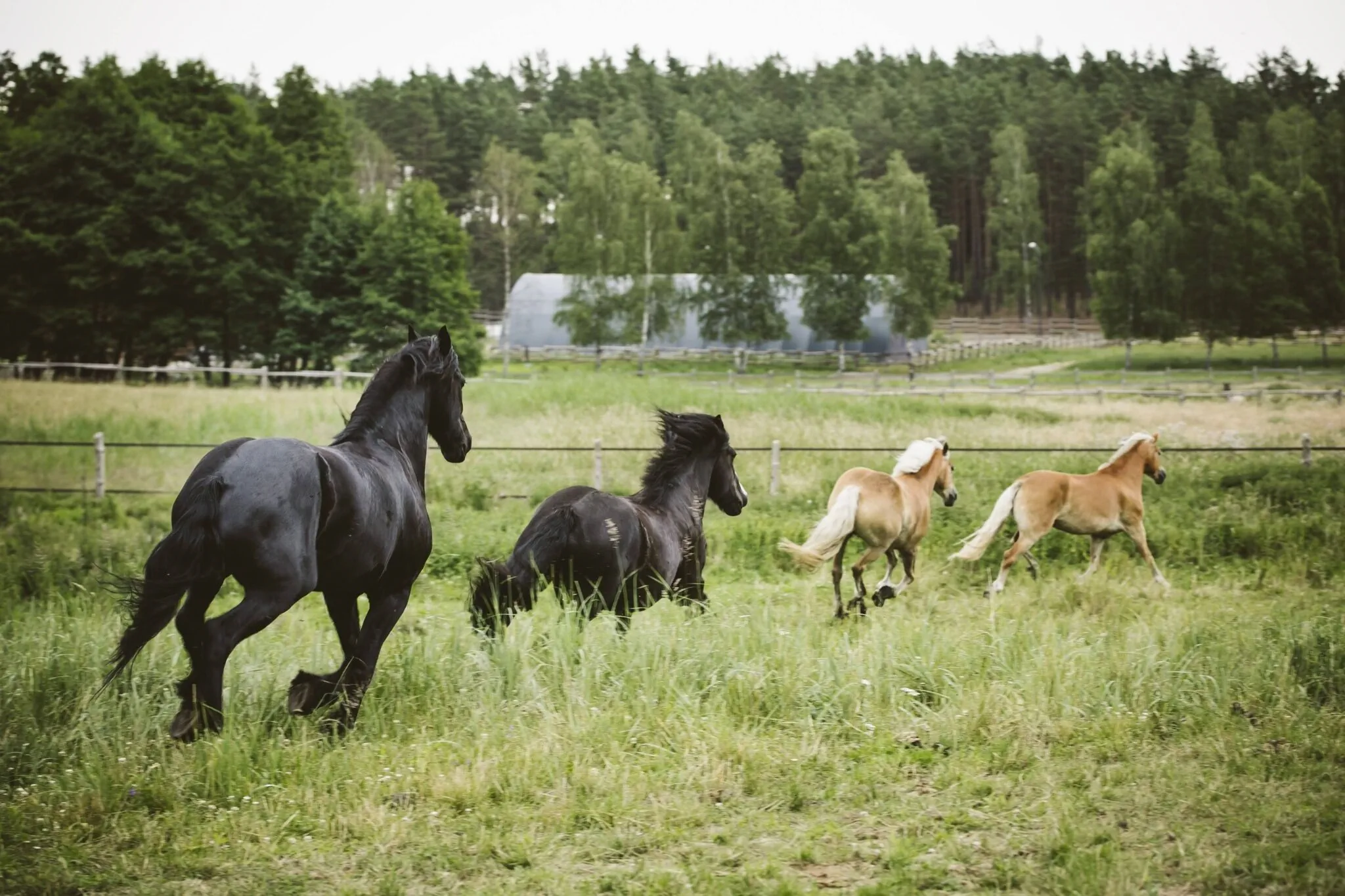 Agroturystyka Stajnia KANTHAKA Jedwabno – Jedwabno, Polonia