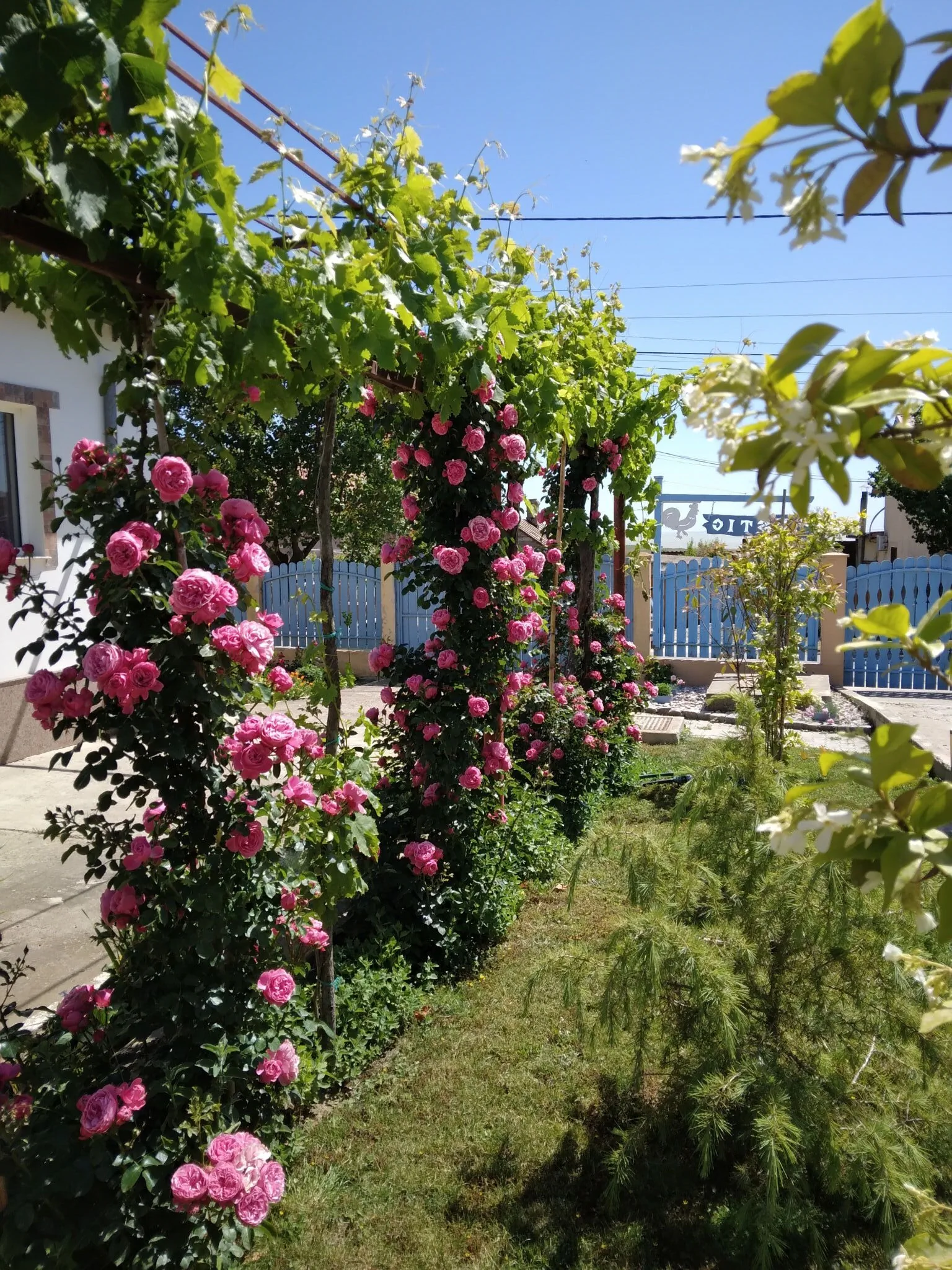 Pensiunea Rustic Sarichioi – Sarichioi, România