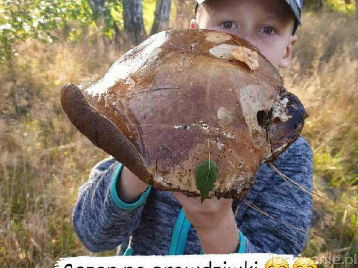 Pokoje Gościnne Aris Wojnicz - foto 4