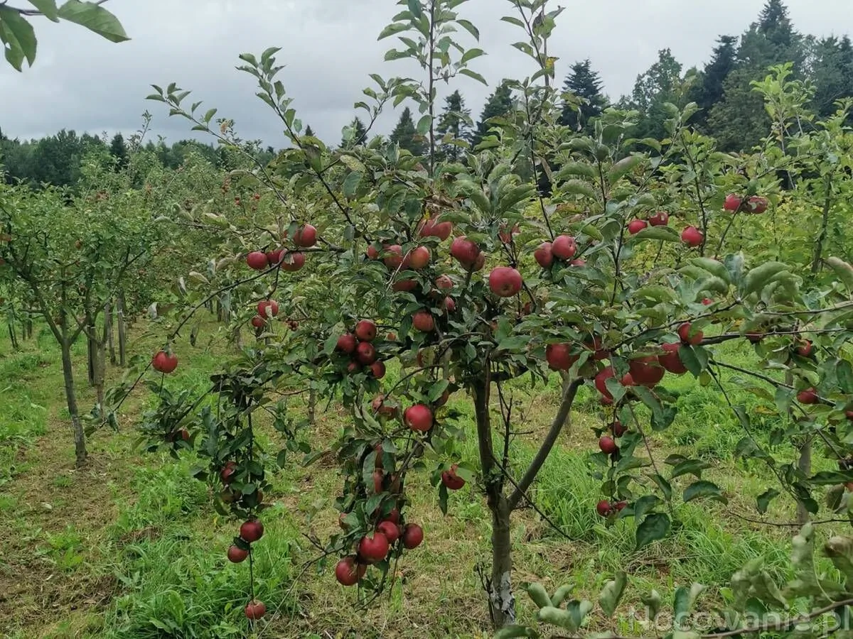 Agro Eko Zacisze Kęty - foto 2