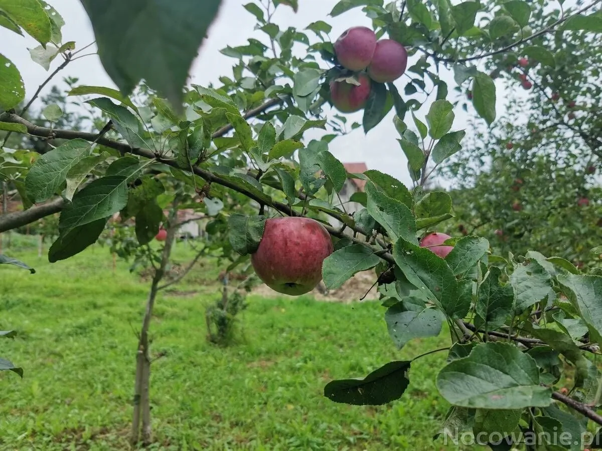 Agro Eko Zacisze Kęty - foto 10