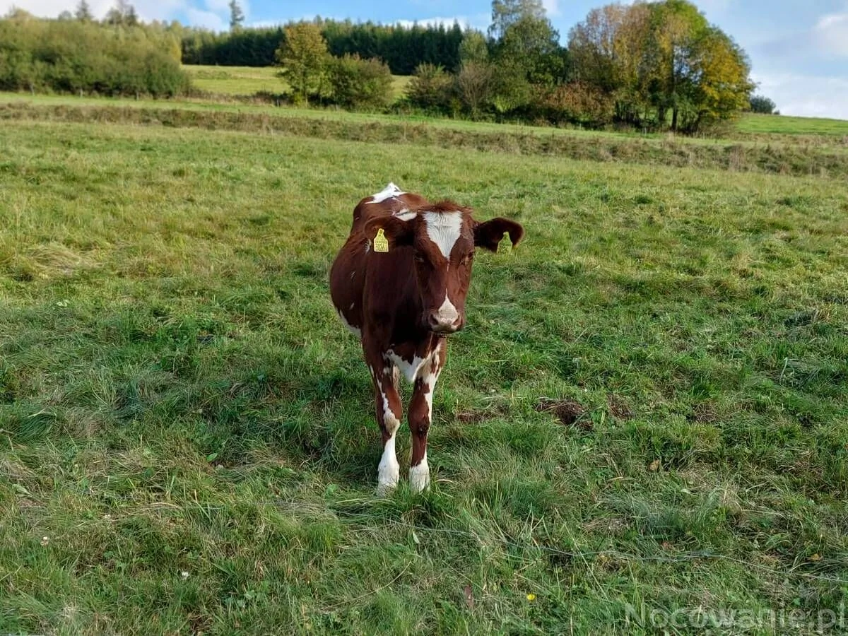 Chatki pod Górką Wisła – Wisła, Polsko