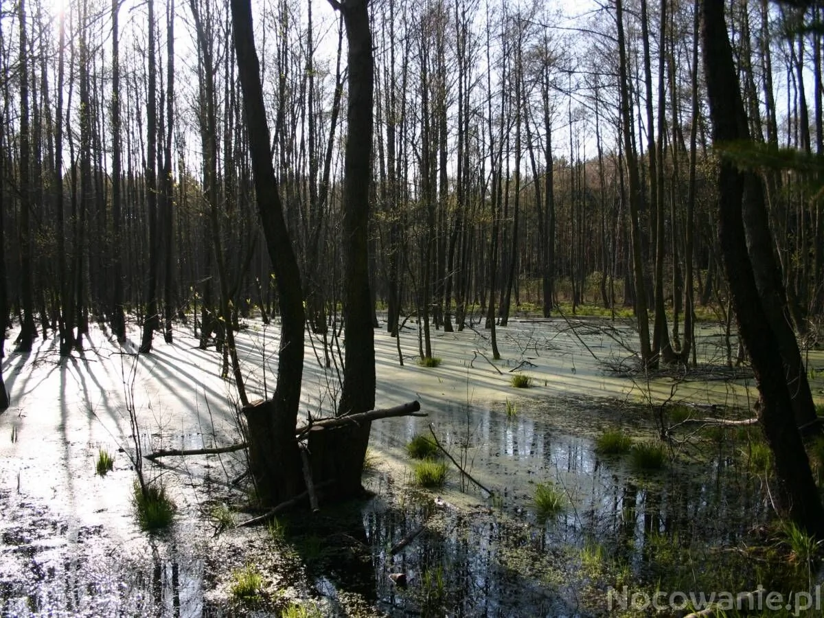 Bednarzówka Nowy Tomyśl – Nowy Tomyśl, Polonia