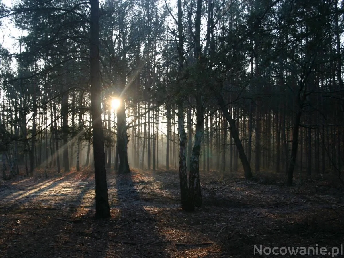 Bednarzówka Nowy Tomyśl – Nowy Tomyśl, Polonia