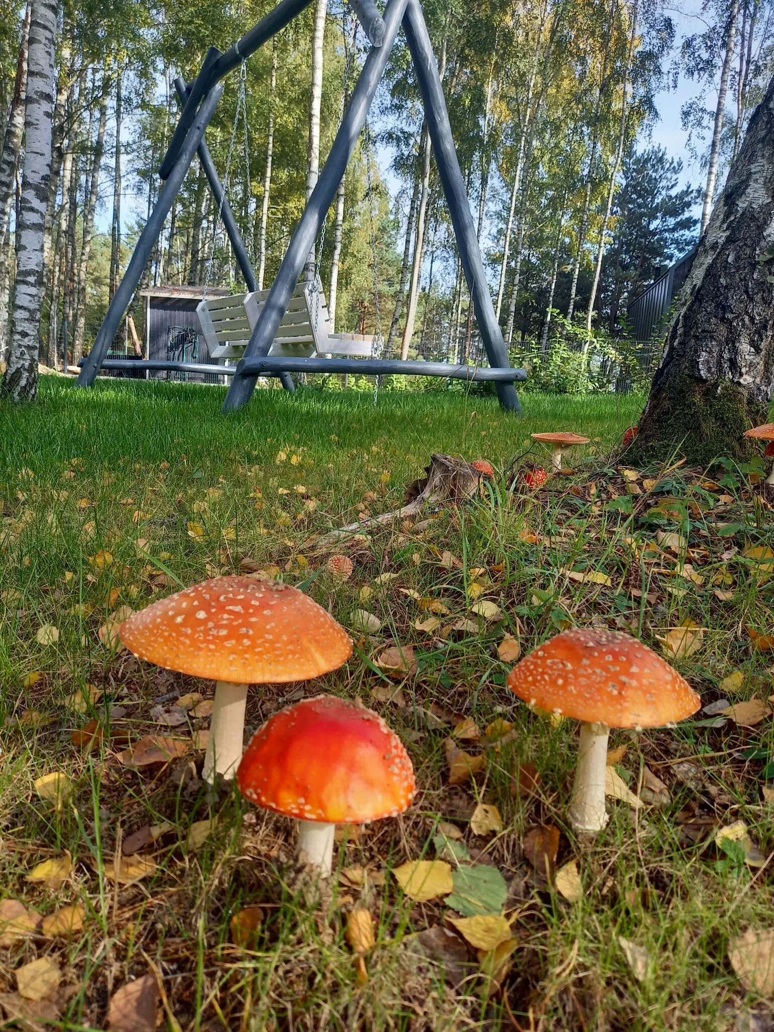 Sosnowa Odnowa - domek letniskowy – Rybno, Polonia