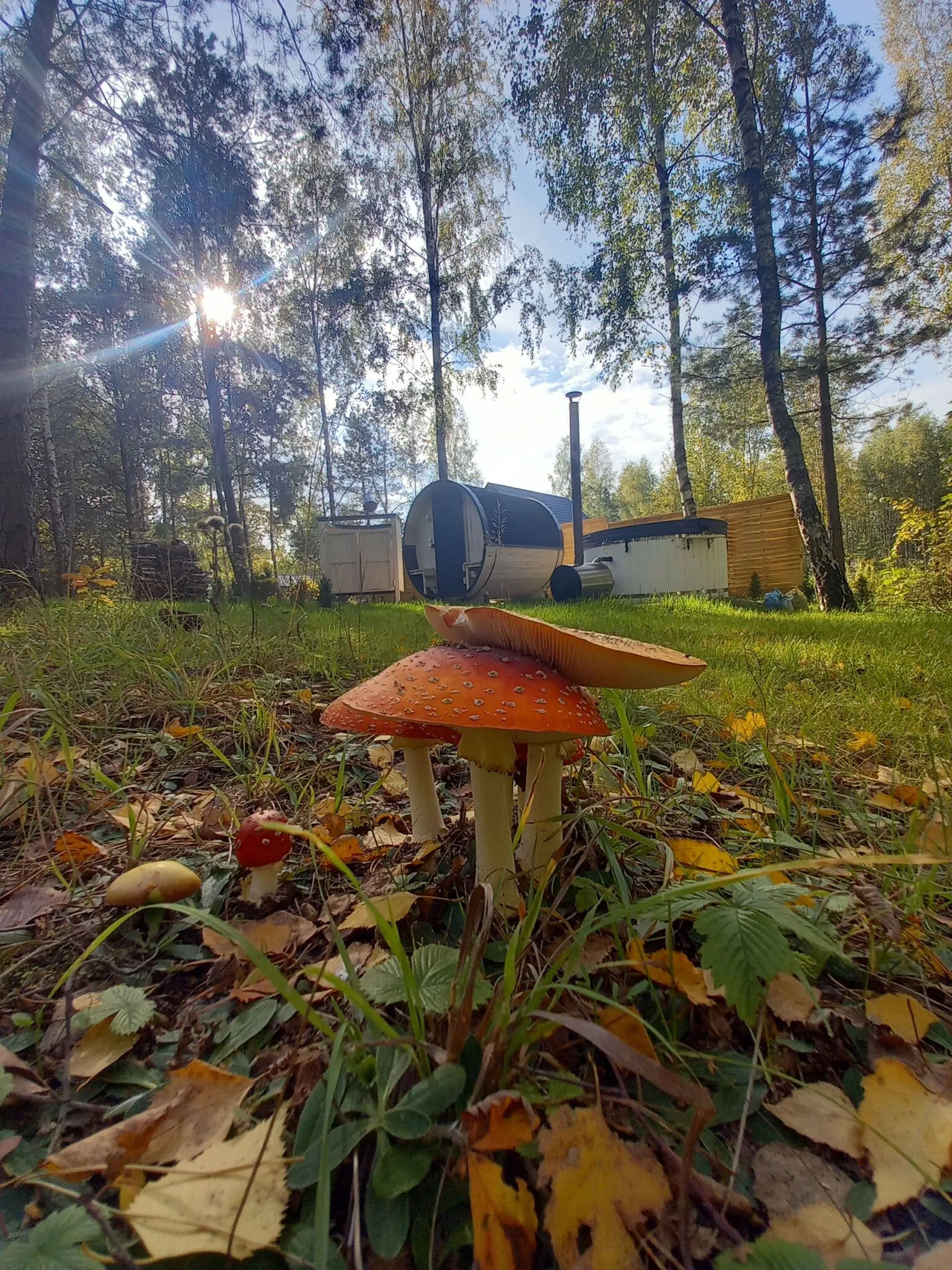 Sosnowa Odnowa - domek letniskowy – Rybno, Polonia