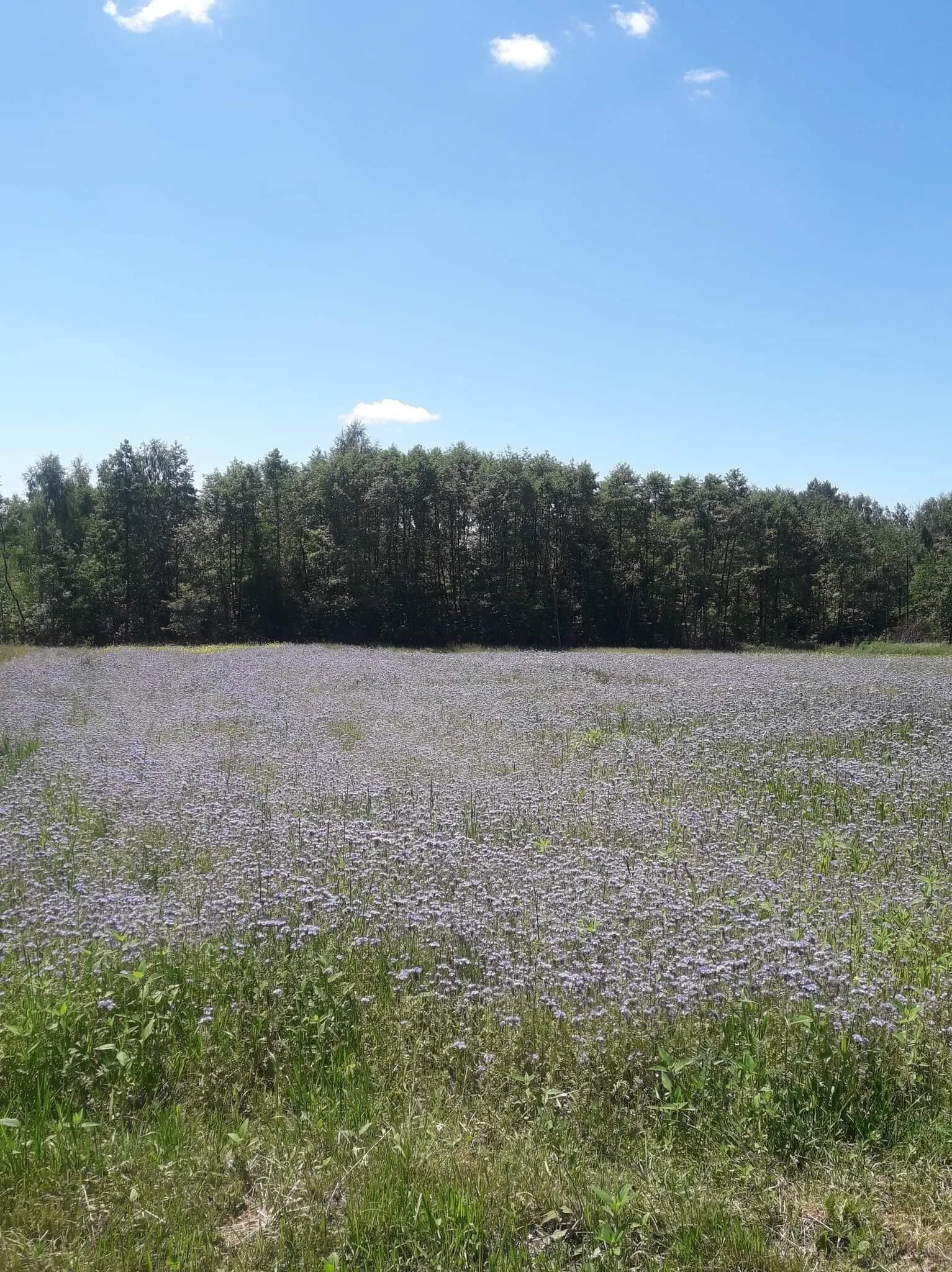 Agroturystyka Leśny Zakątek Dziewięcierz – Dziewięcierz, Polsko