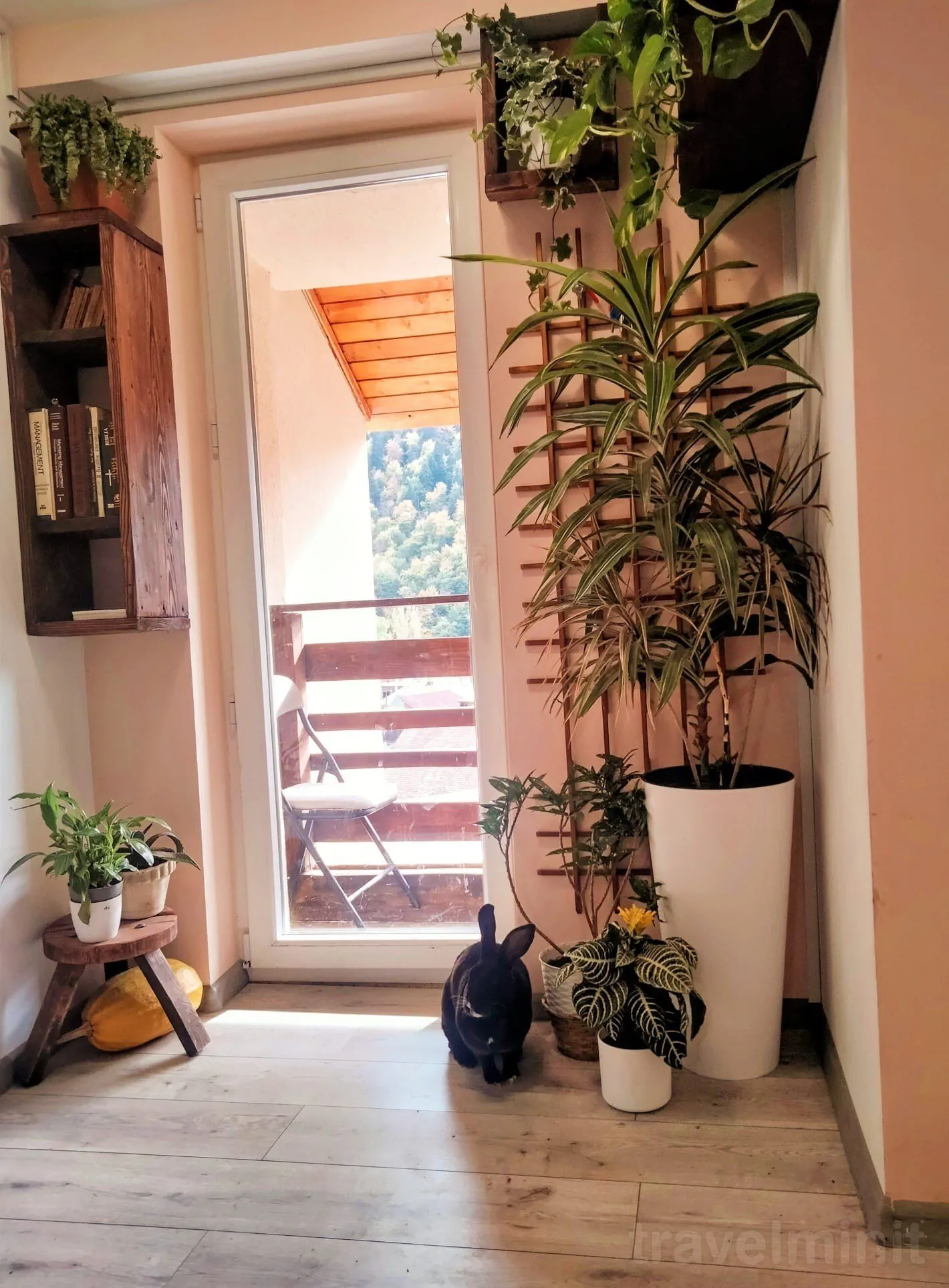 Casa de oaspeți Doi Iepuri Azuga – Azuga, România
