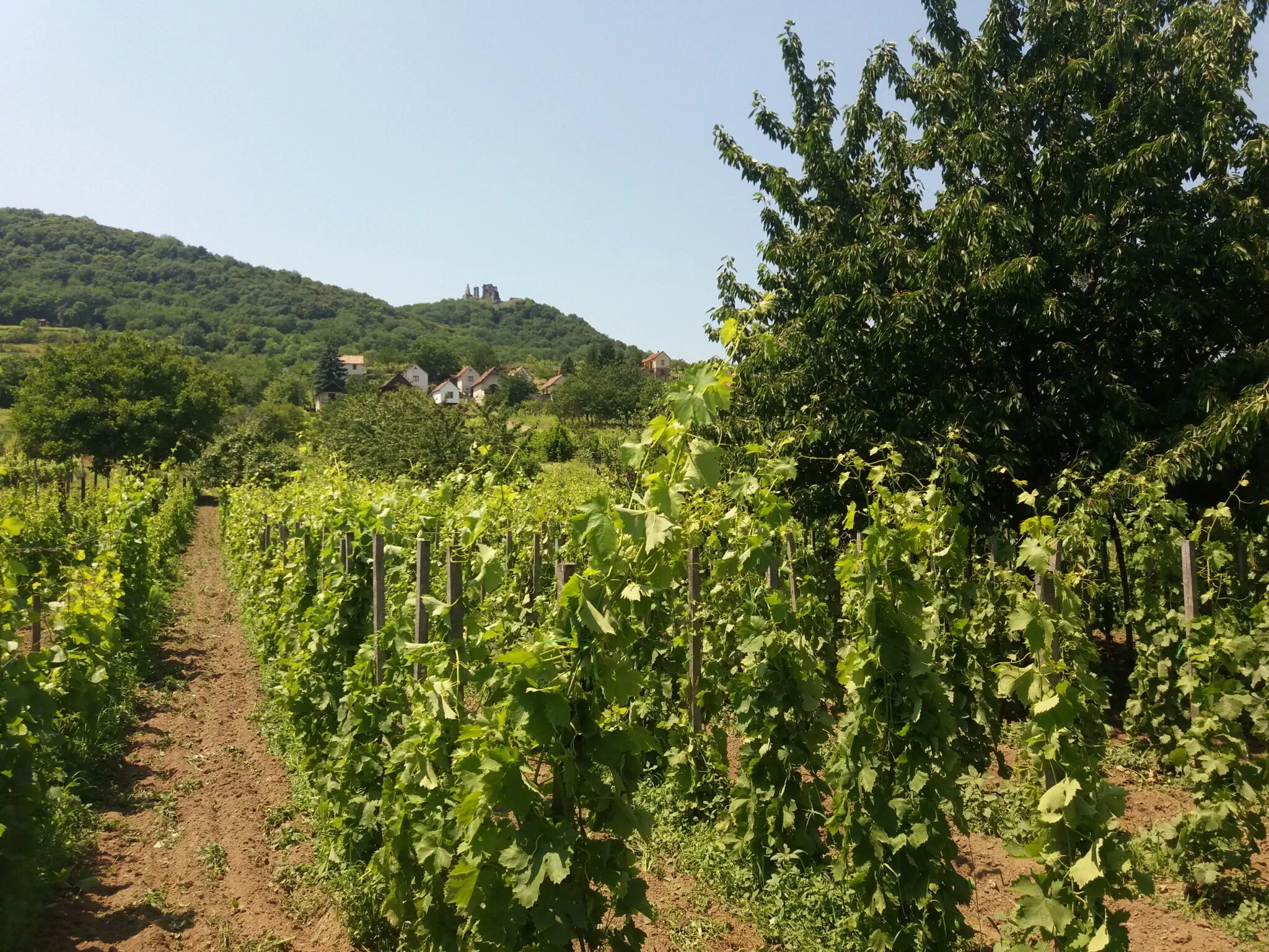 Somló Kincse Vendégház Doba - foto 4