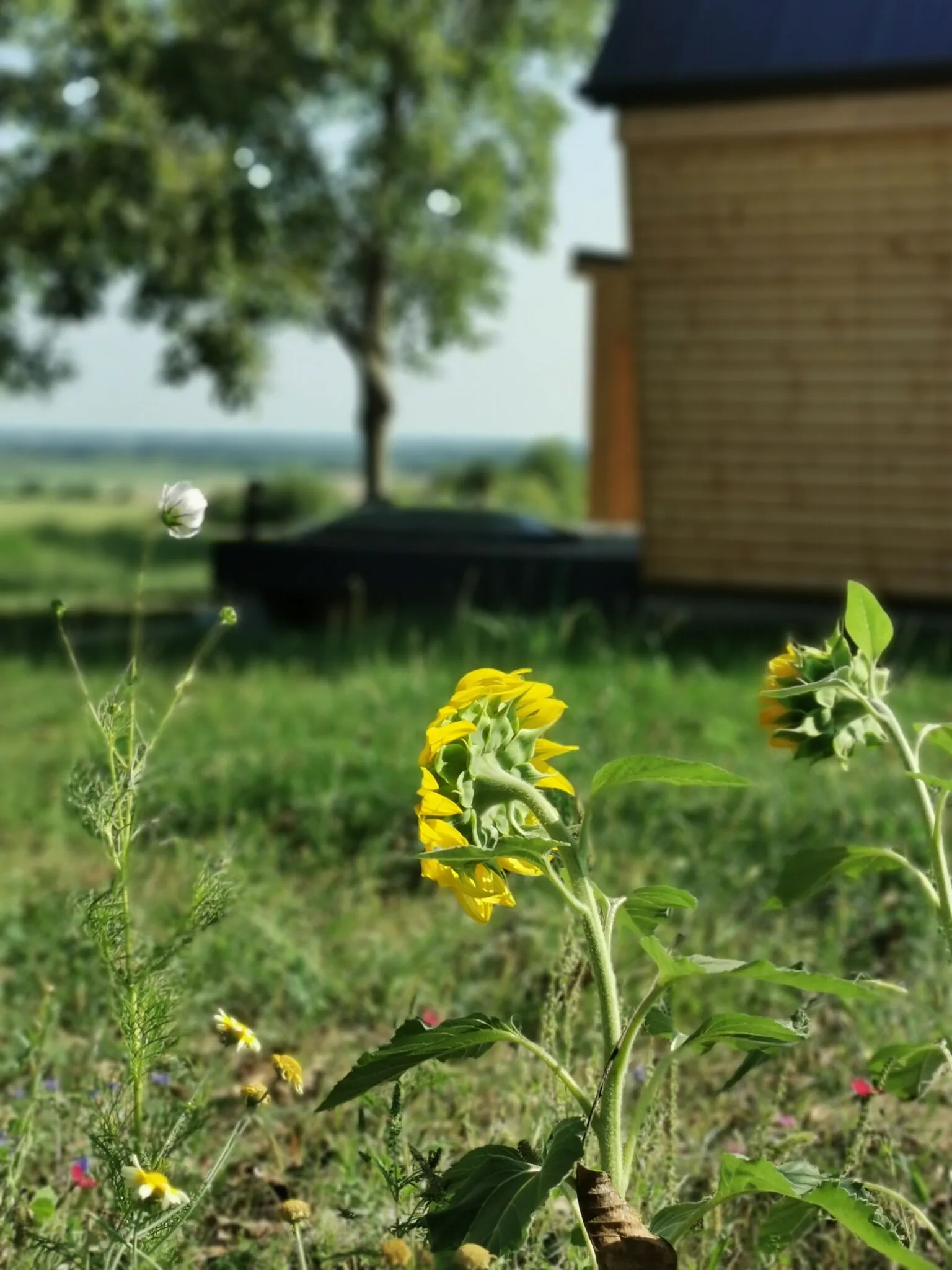 Woody Faház Szigetvár - foto 9