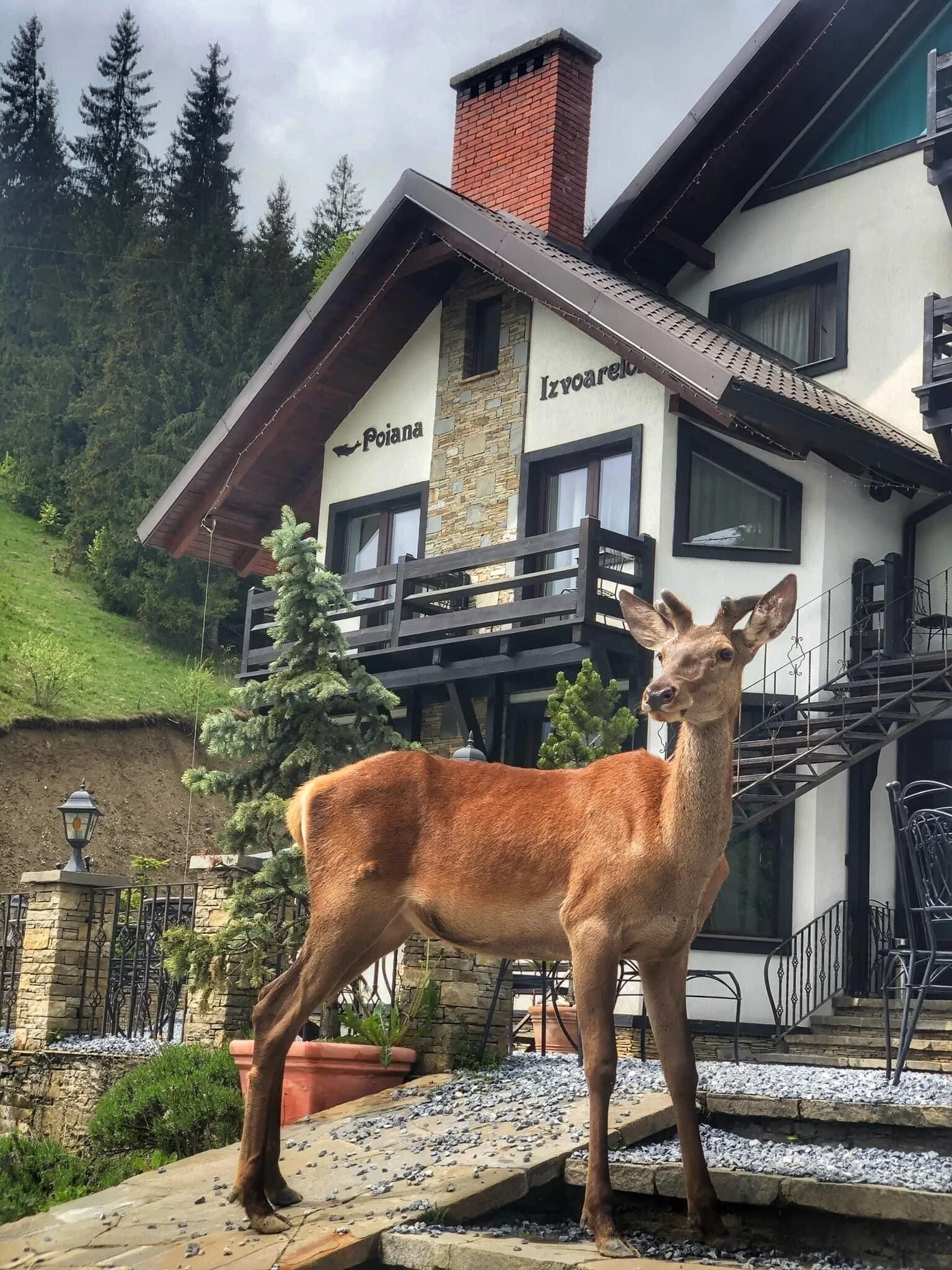 Pensiunea Poiana Izvoarelor Vatra Dornei – Vatra Dornei, România