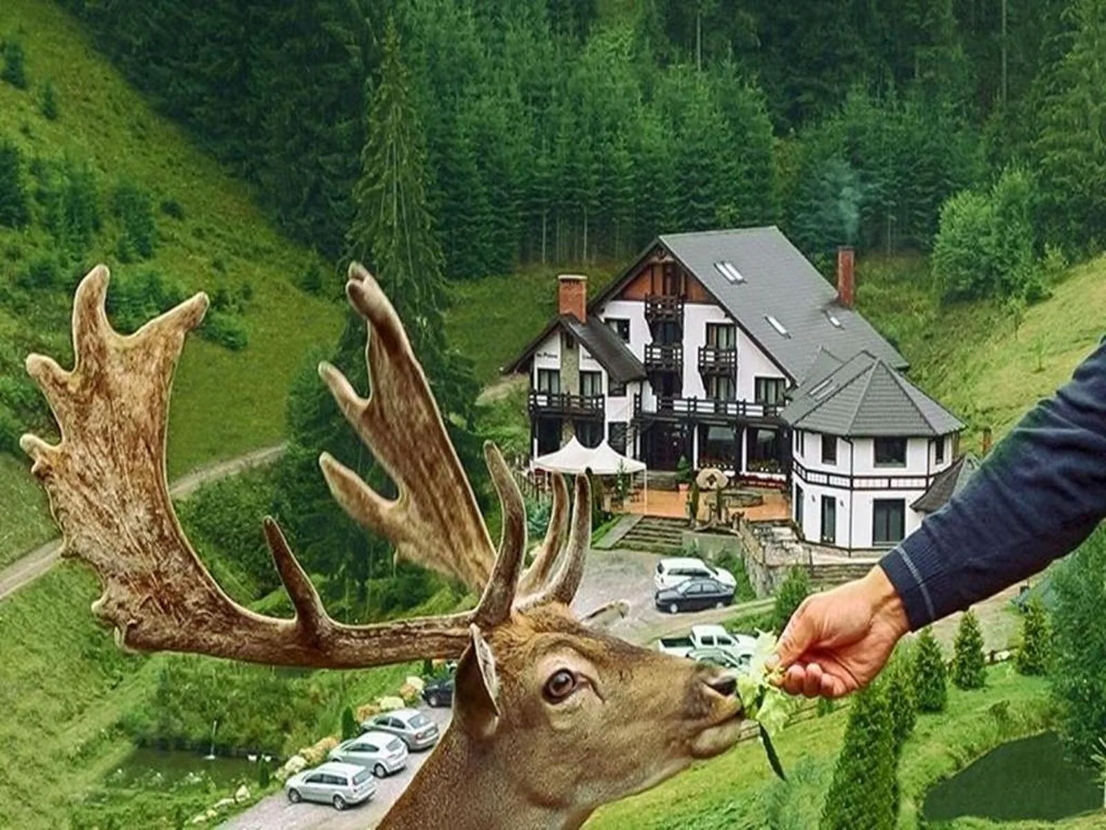 Pensiunea Poiana Izvoarelor Vatra Dornei – Vatra Dornei, România