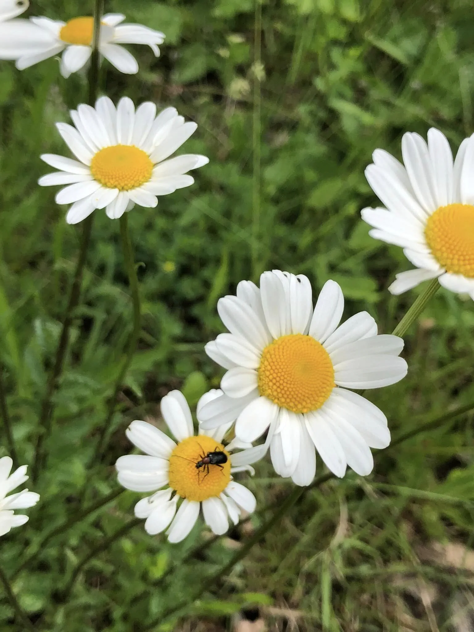 Kékcinke Vendégház az Őrségben Kercaszomor - foto 4