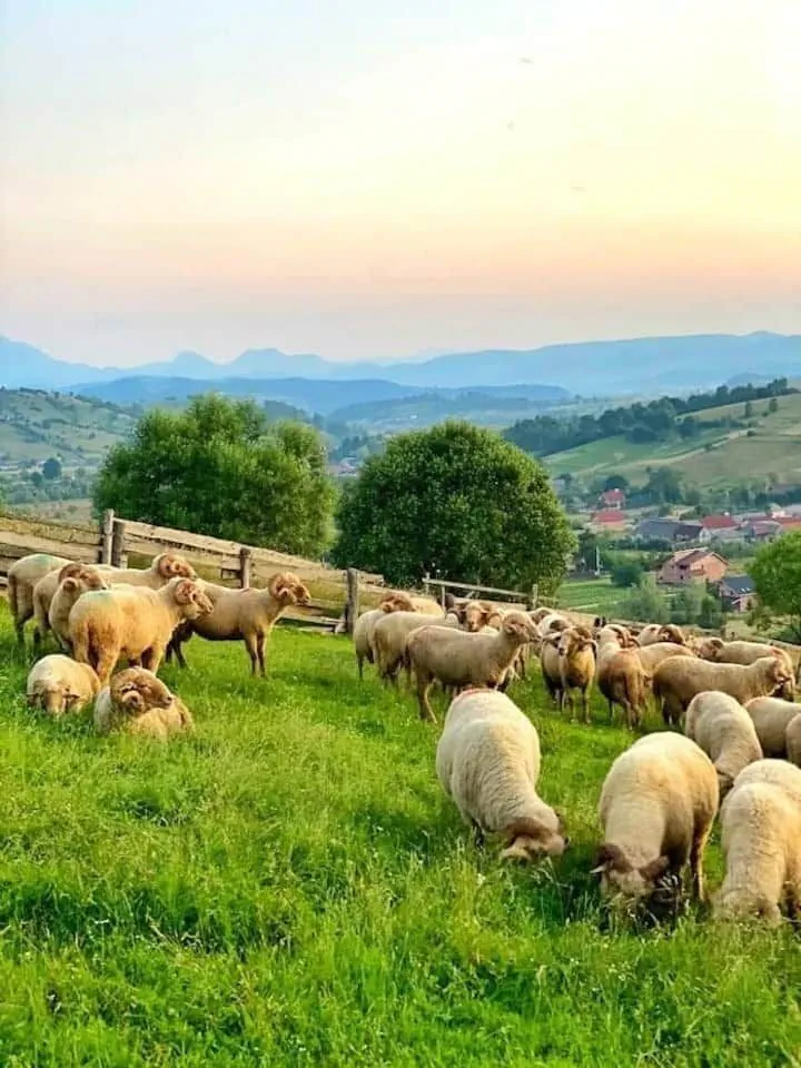 Pensiunea Casa Barkov Barcani - foto 5