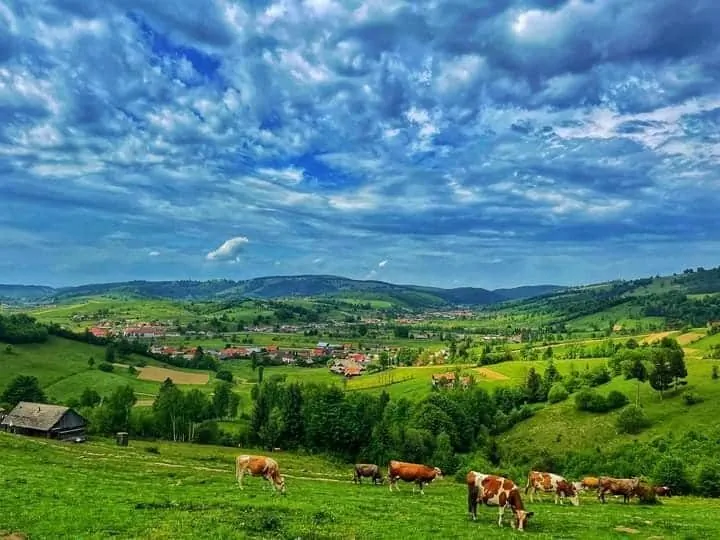 Pensiunea Casa Barkov Barcani - foto 6
