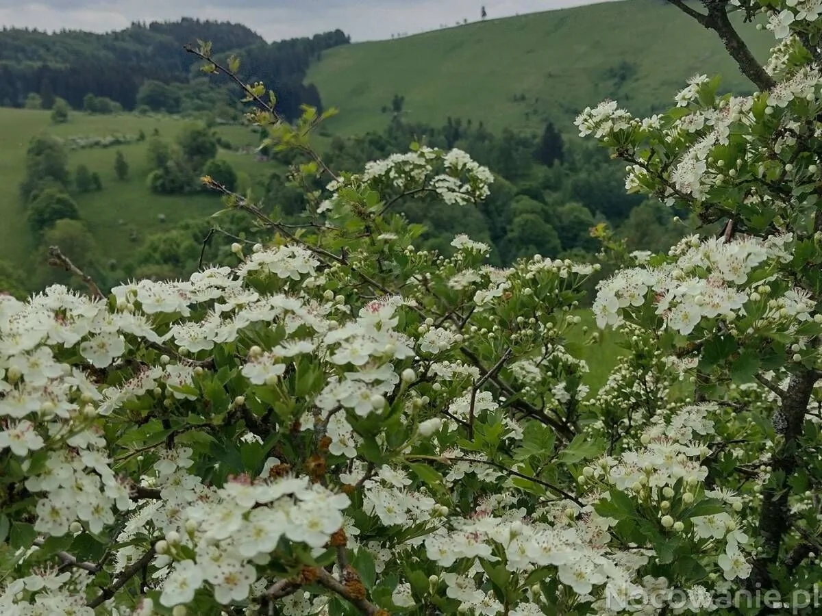 Otuleni Lasem Duszniki-Zdrój – Duszniki-Zdrój, Polonia