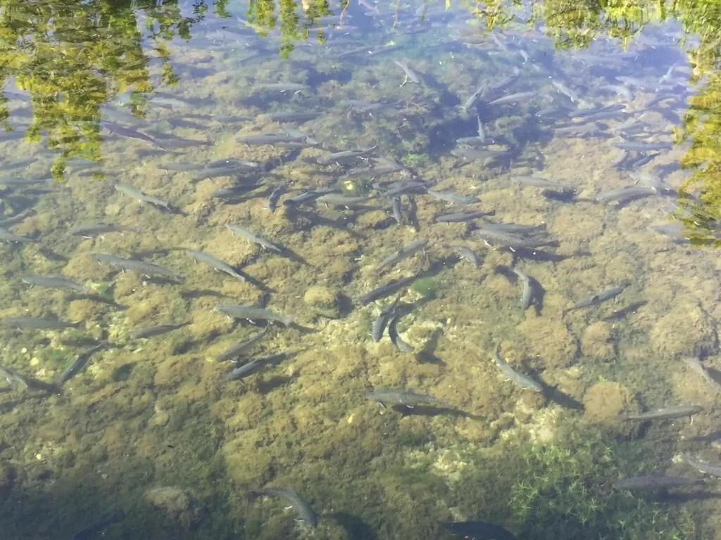 Pensiunea Liliana Câmpulung Moldovenesc – Câmpulung Moldovenesc, România