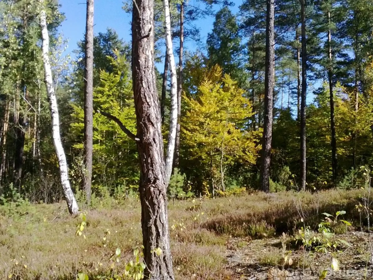 U Świstaka Krasnobród – Krasnobród, Polska