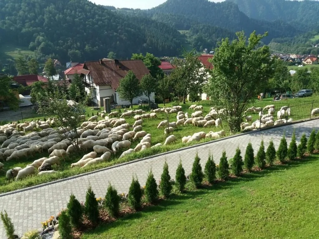 Pokoje u Celinki Szczawnica – Szczawnica, Polska