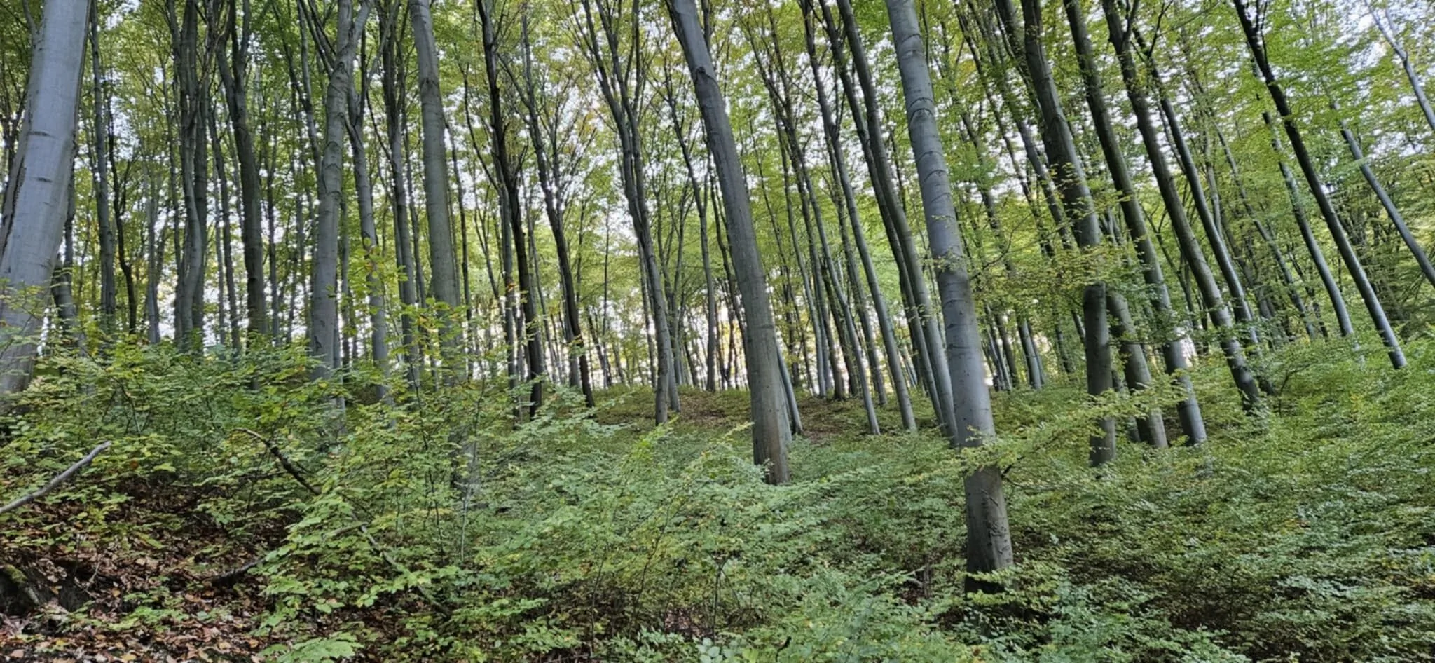 Tilia Pagony Vendégház Borsodnádasd – Borsodnádasd, Maďarsko