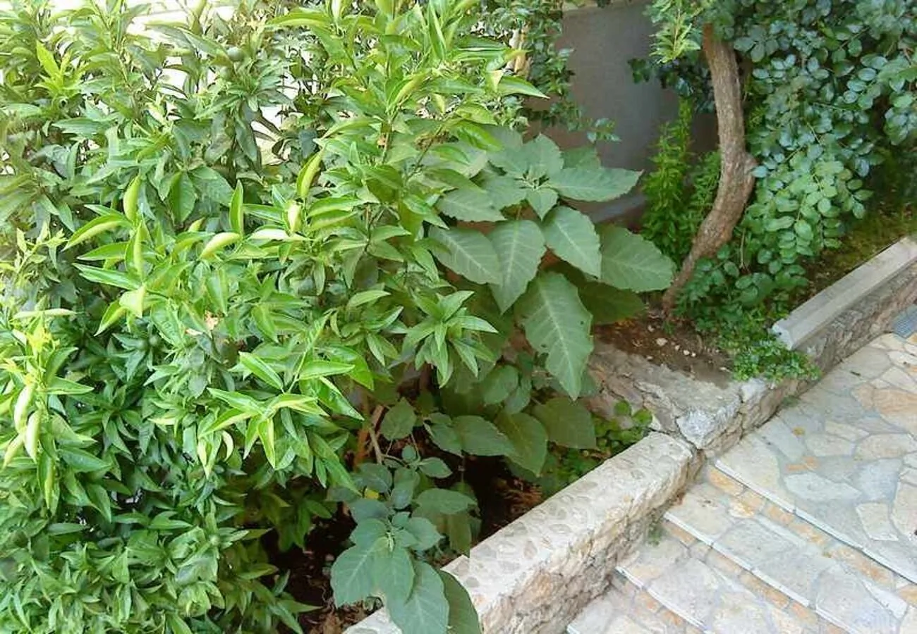 Apartments Bor Makarska – Makarska, Croația