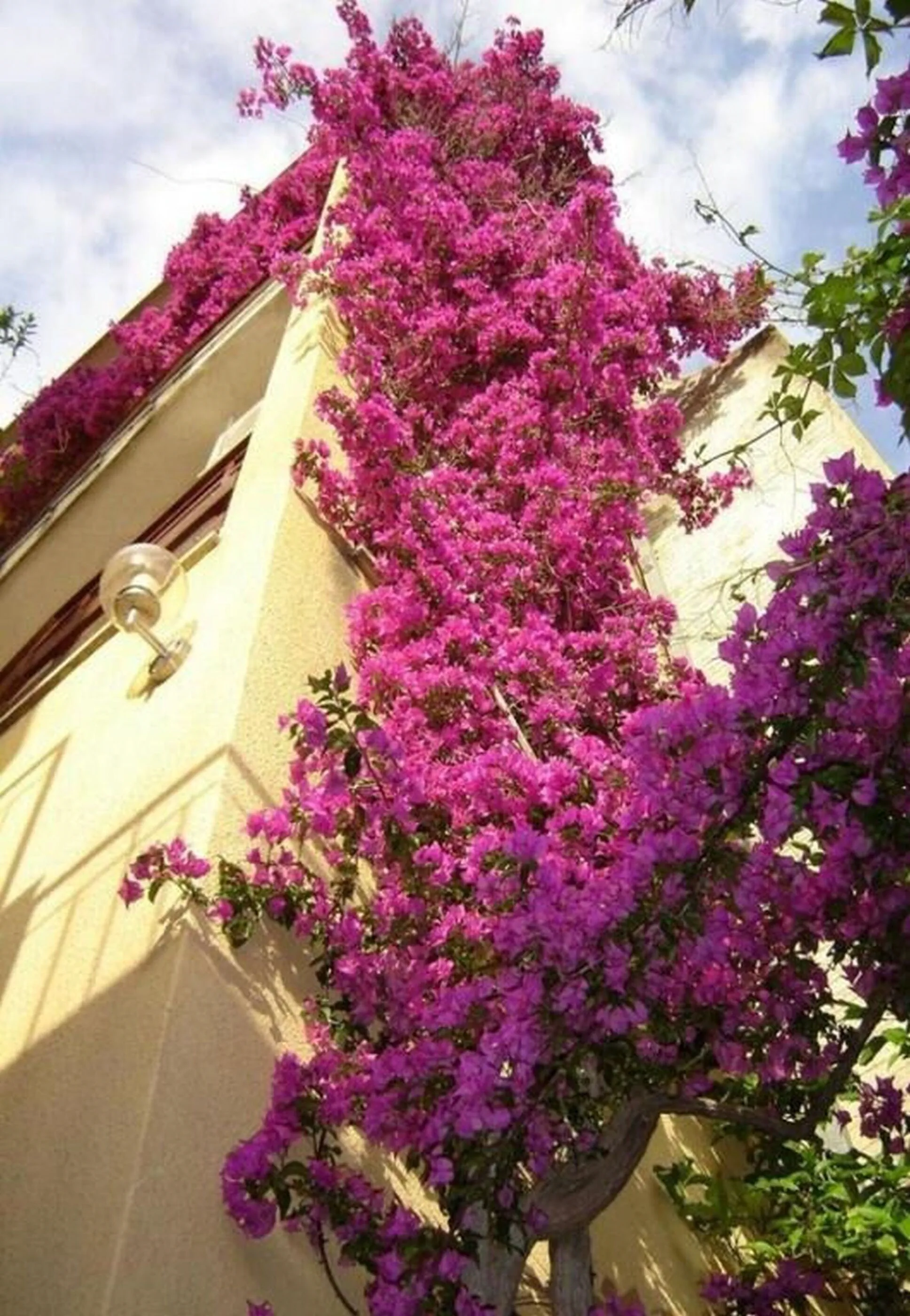 Apartments Bor Makarska – Makarska, Croația