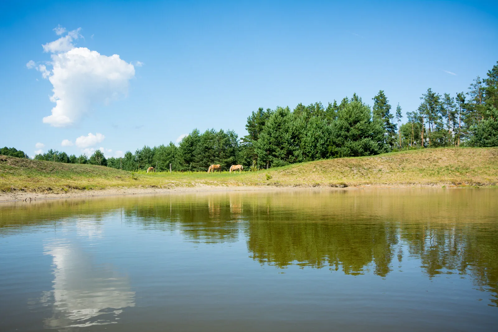 Agroturystyka Żubr – Siemianówka, Polska