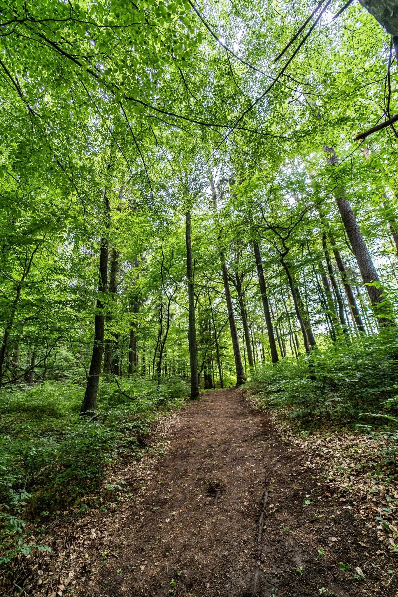 Gulbity Camp – Gulbity, Polonia