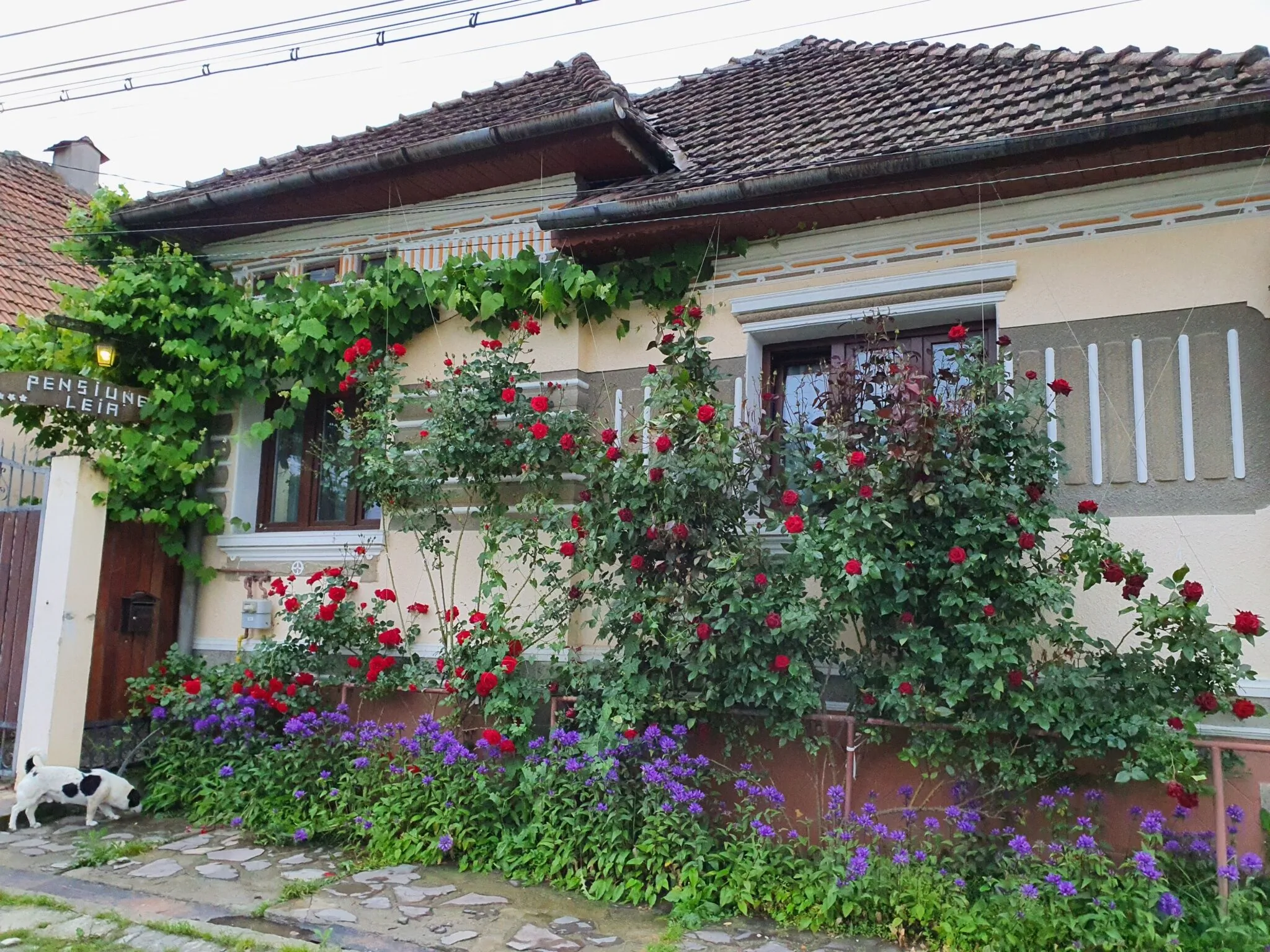 Pensiunea Leia Cârțișoara – Cârţişoara, România